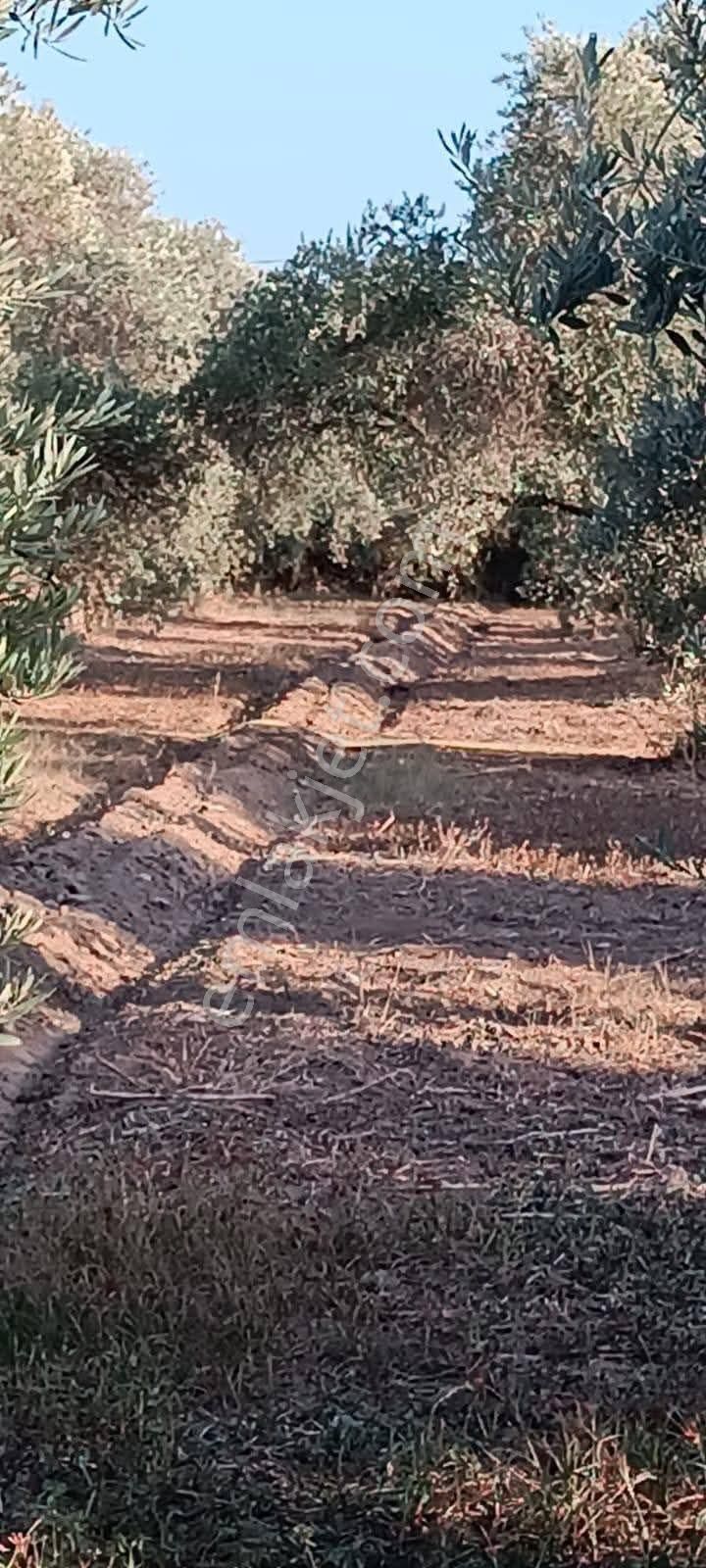 Aydın / Atça Satılık Arazi - Görsel 9