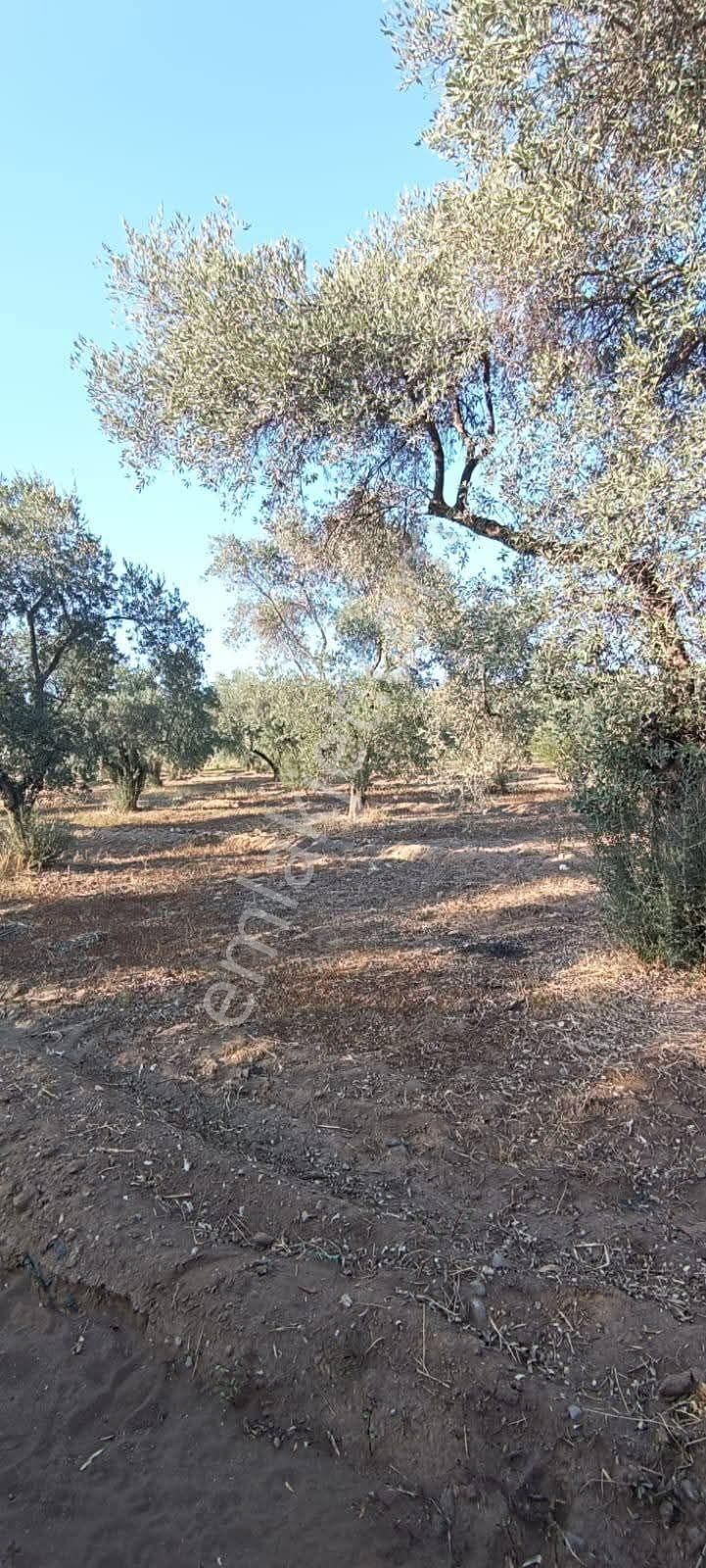 Aydın / Atça Satılık Arazi - Görsel 5