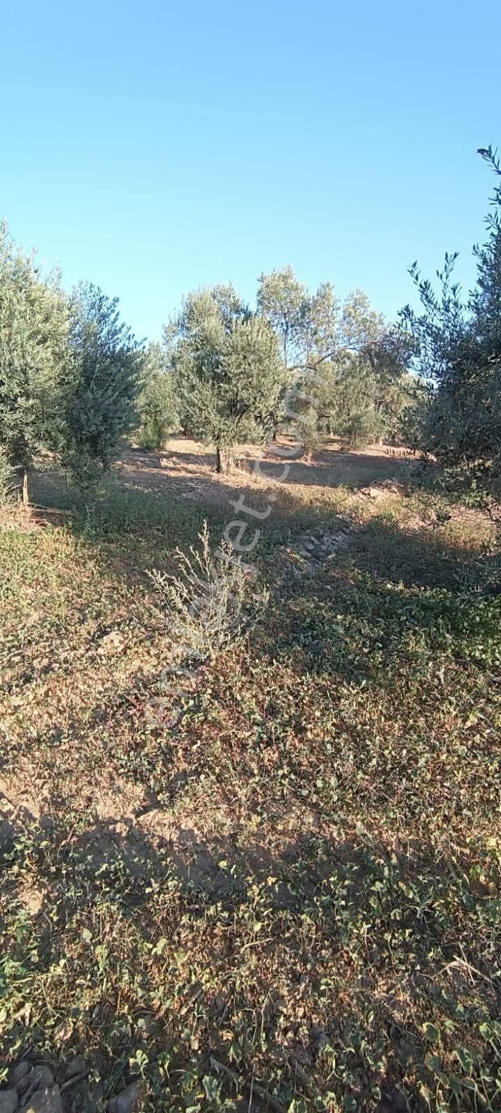 Aydın / Atça Satılık Arazi - Görsel 6