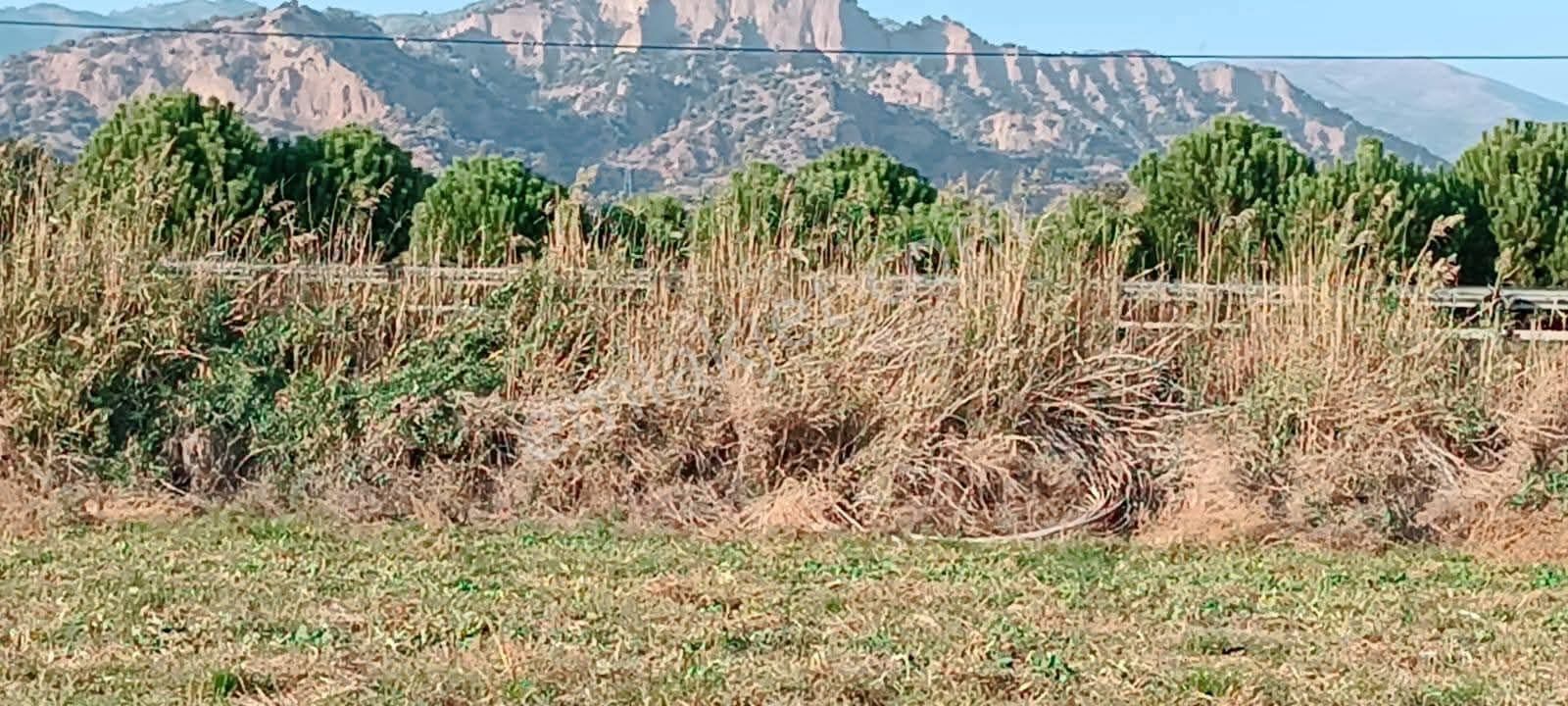 Aydın / Atça Satılık Arazi - Görsel 8