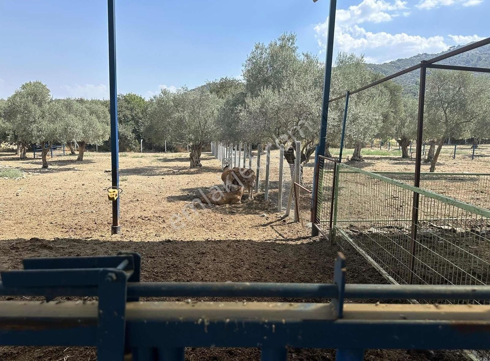 Pek Emlaktan Tireye 1 Km 3+1 Dubleks Ev Ve Hayan Bakım Yerleri - Görsel 23