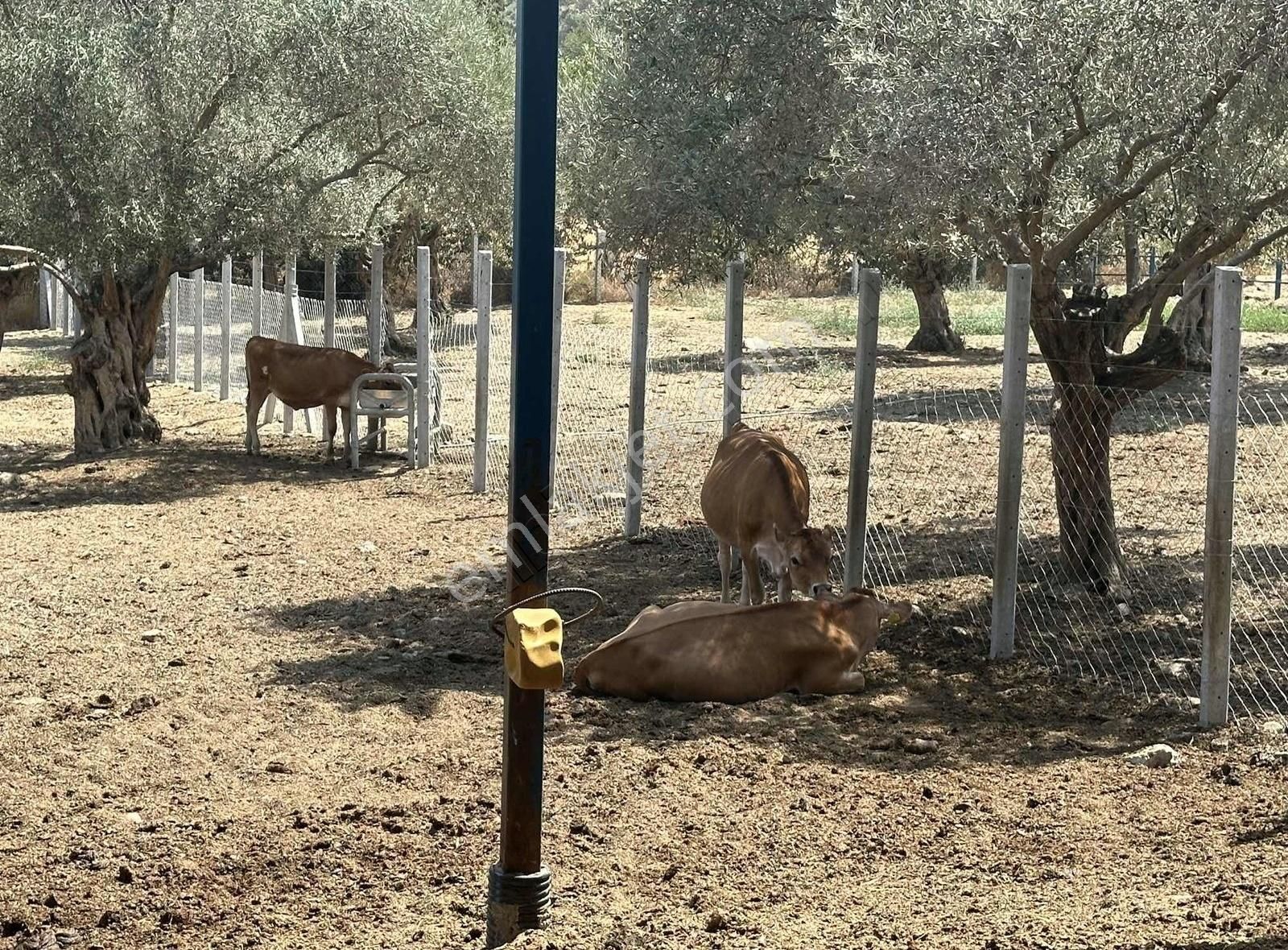 Pek Emlaktan Tireye 1 Km 3+1 Dubleks Ev Ve Hayan Bakım Yerleri - Görsel 15