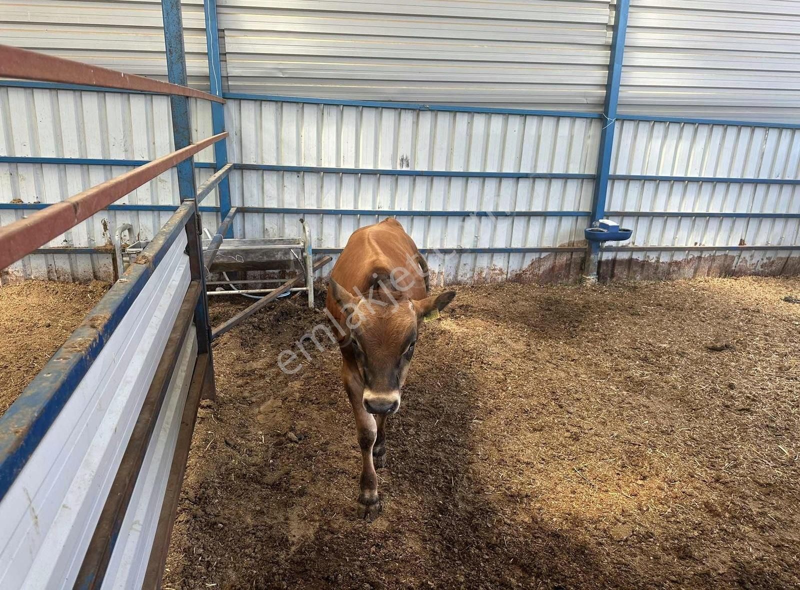 Pek Emlaktan Tireye 1 Km 3+1 Dubleks Ev Ve Hayan Bakım Yerleri - Görsel 22