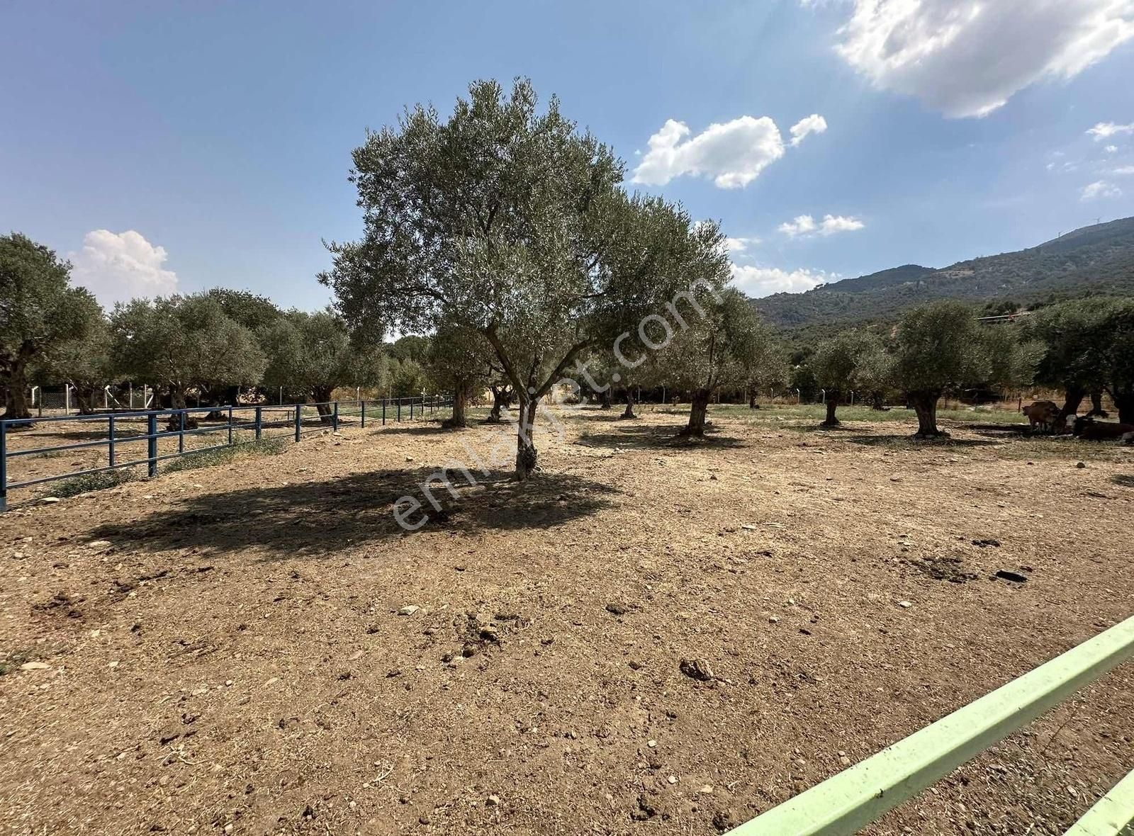 Pek Emlaktan Tireye 1 Km 3+1 Dubleks Ev Ve Hayan Bakım Yerleri - Görsel 29