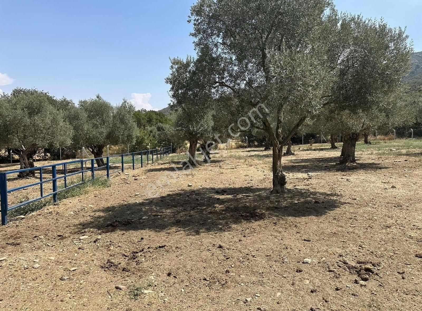 Pek Emlaktan Tireye 1 Km 3+1 Dubleks Ev Ve Hayan Bakım Yerleri - Görsel 8