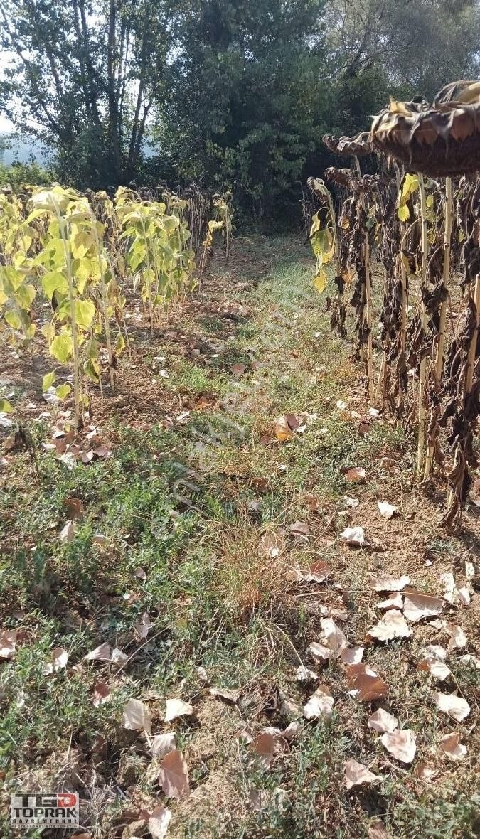 Daire Takaslı Tarla - Görsel 4