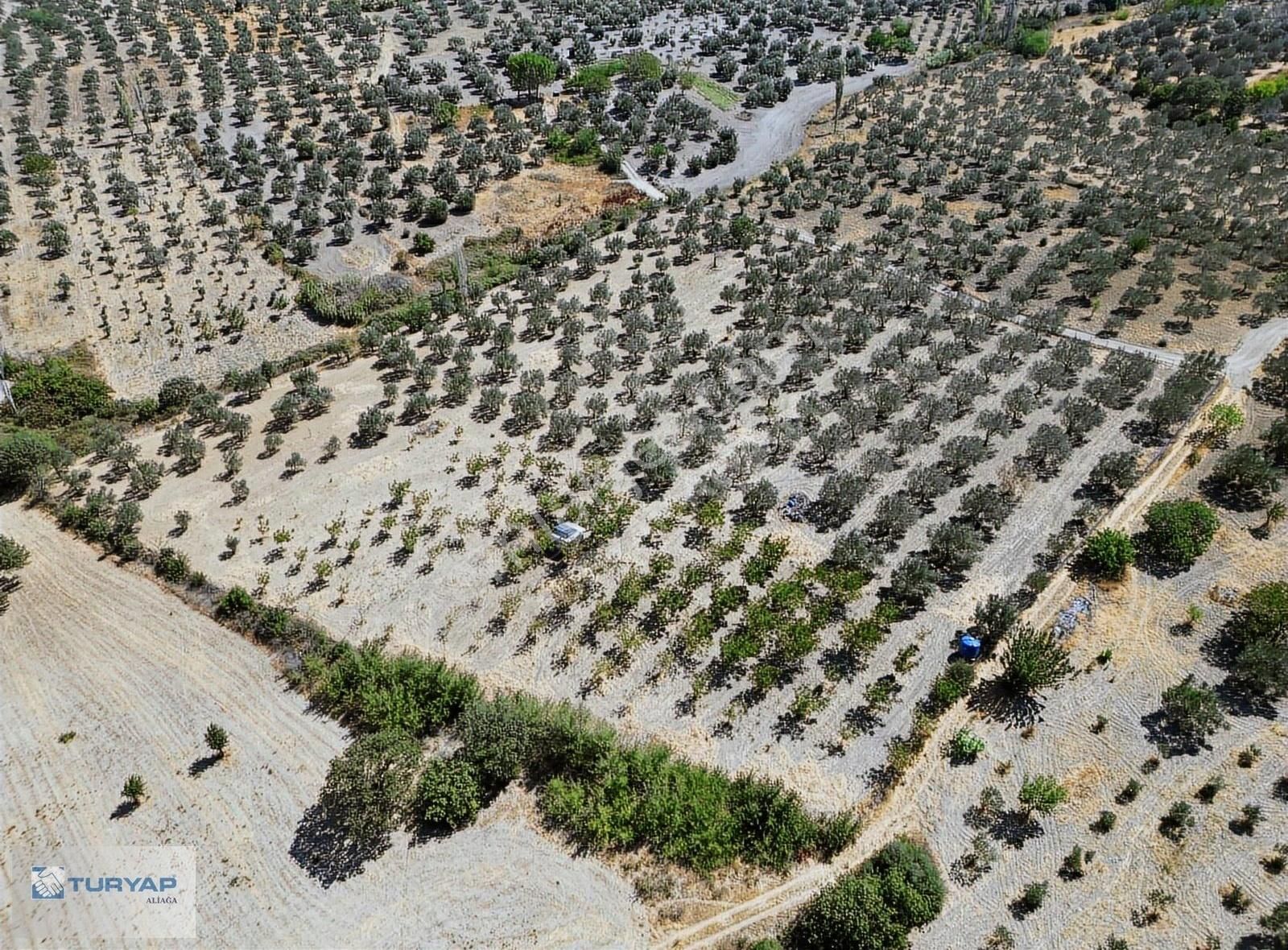 Yok Senesinde 3 Ton Zeytin Veren Satılık Tarla