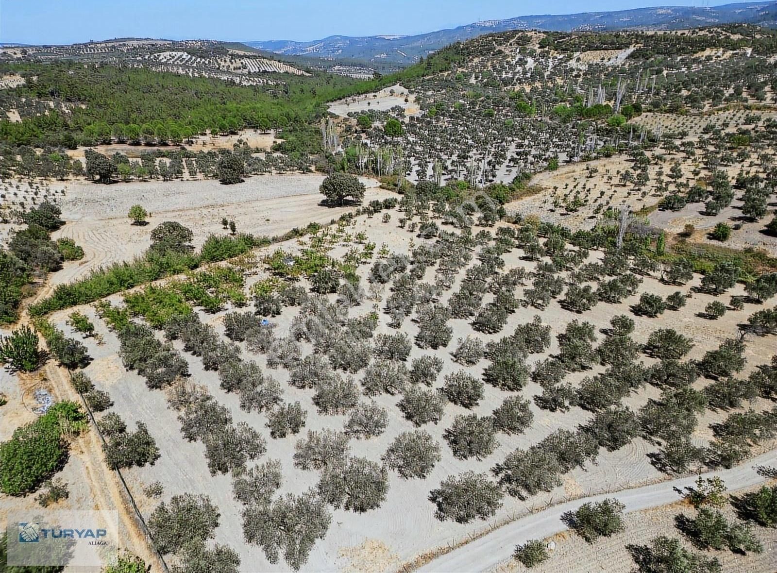 Yok Senesinde 3 Ton Zeytin Veren Satılık Tarla - Görsel 21