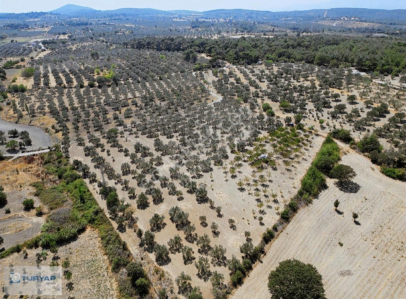 Yok Senesinde 3 Ton Zeytin Veren Satılık Tarla - Görsel 11