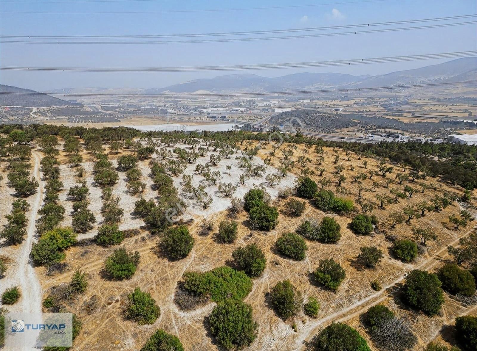 Yok Senesinde 3 Ton Zeytin Veren Satılık Tarla - Görsel 20