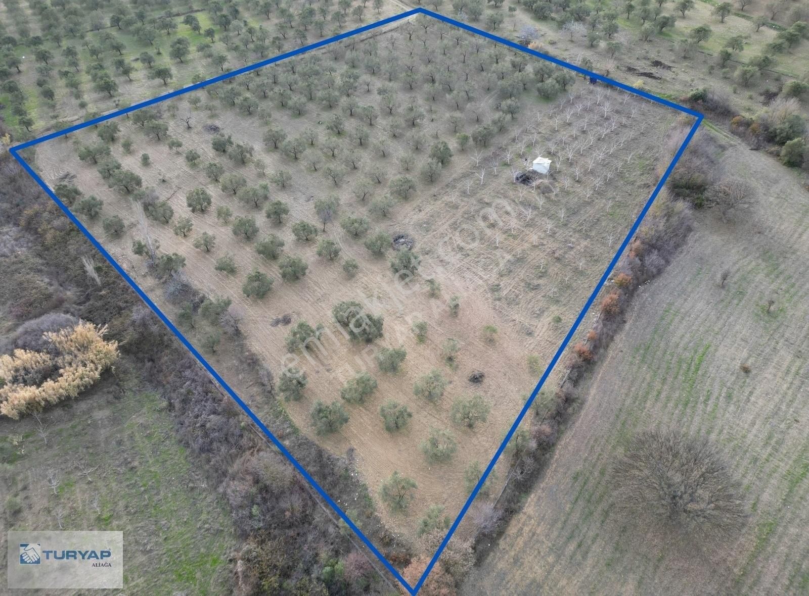 Yok Senesinde 3 Ton Zeytin Veren Satılık Tarla - Görsel 22