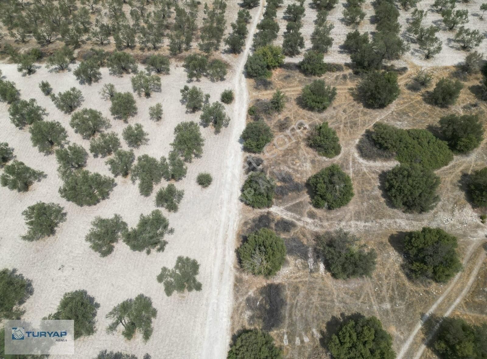 Yok Senesinde 3 Ton Zeytin Veren Satılık Tarla - Görsel 19