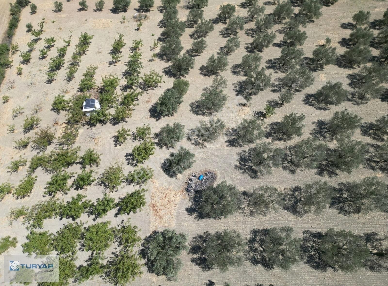 Yok Senesinde 3 Ton Zeytin Veren Satılık Tarla - Görsel 6