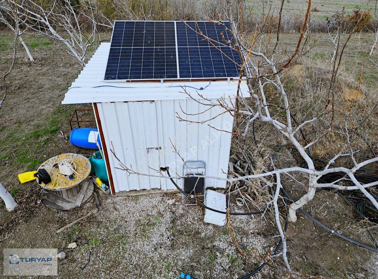 Yok Senesinde 3 Ton Zeytin Veren Satılık Tarla - Görsel 2