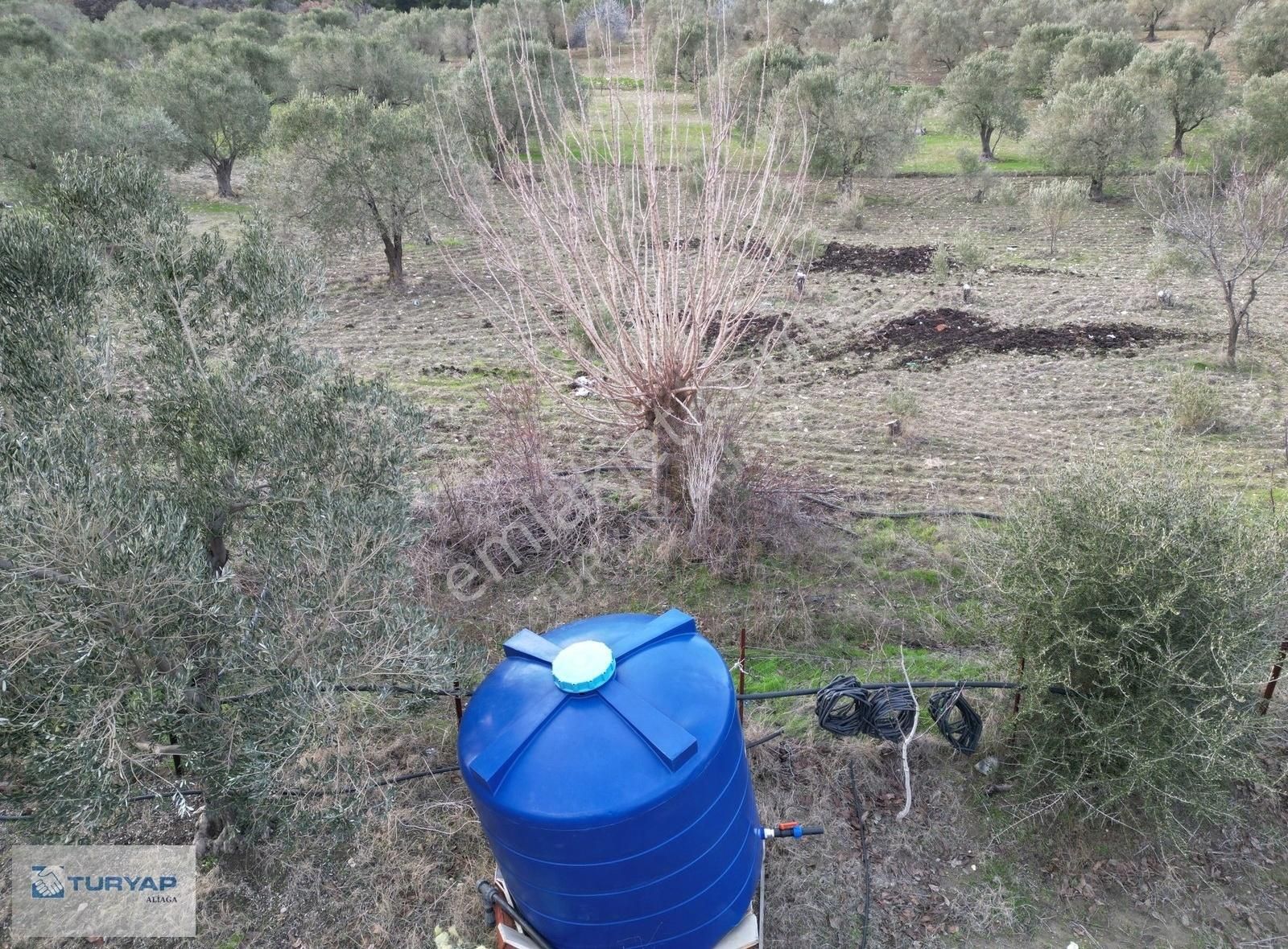 Yok Senesinde 3 Ton Zeytin Veren Satılık Tarla - Görsel 14