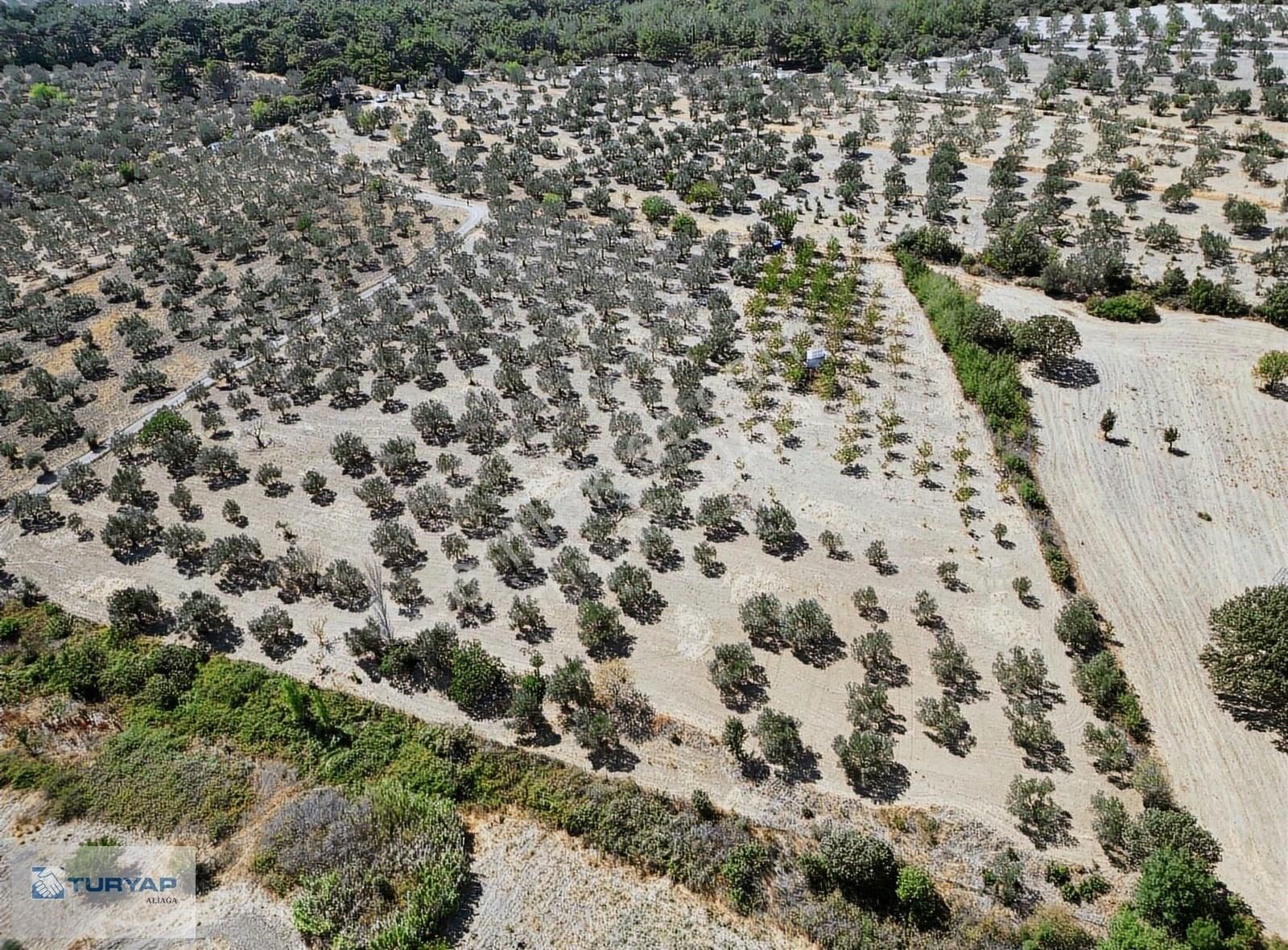 Yok Senesinde 3 Ton Zeytin Veren Satılık Tarla - Görsel 13