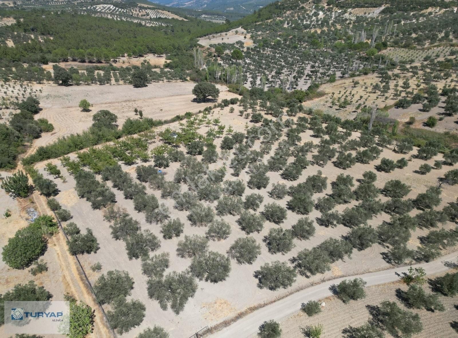 Yok Senesinde 3 Ton Zeytin Veren Satılık Tarla - Görsel 18