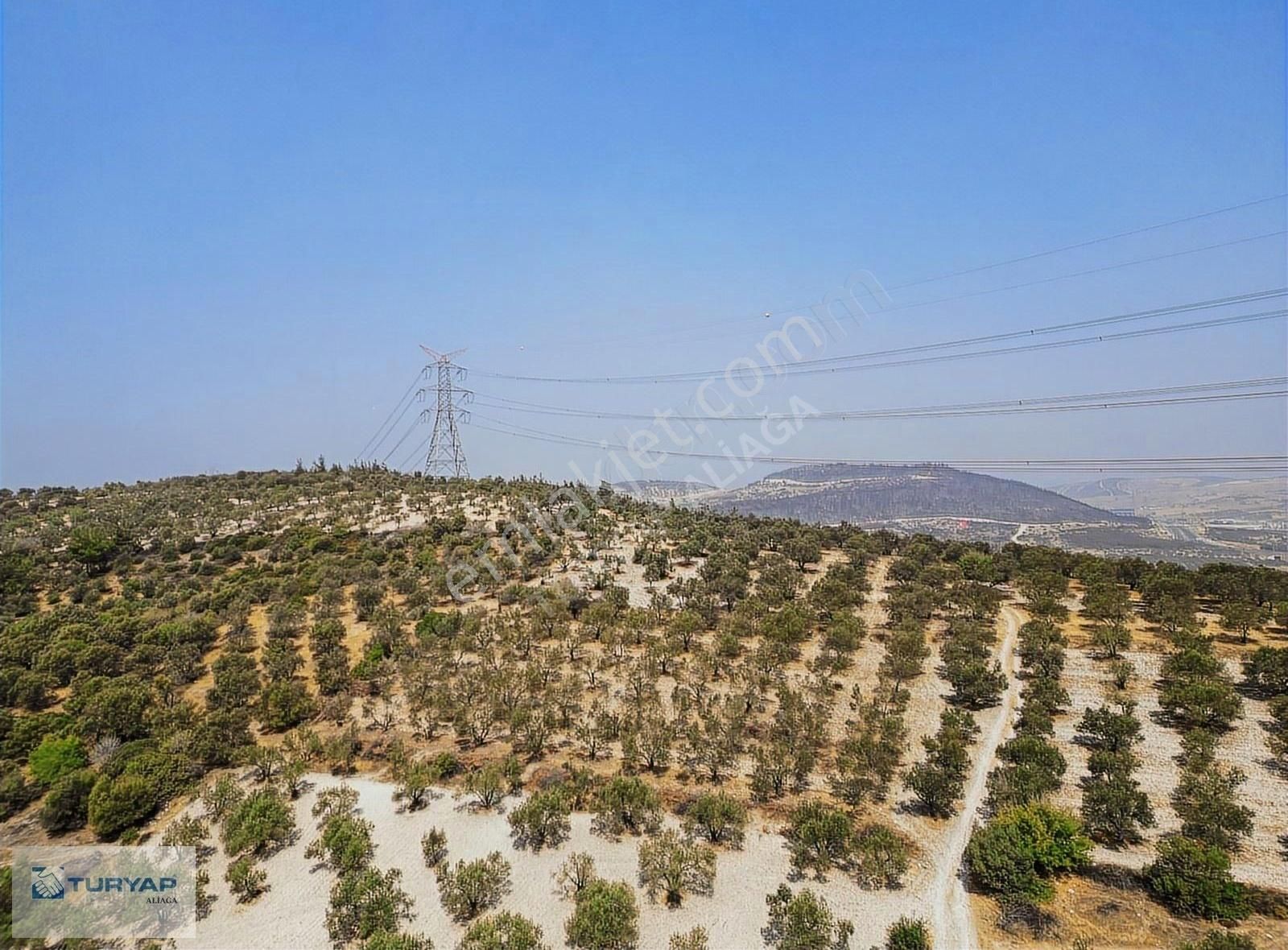 Yok Senesinde 3 Ton Zeytin Veren Satılık Tarla - Görsel 10