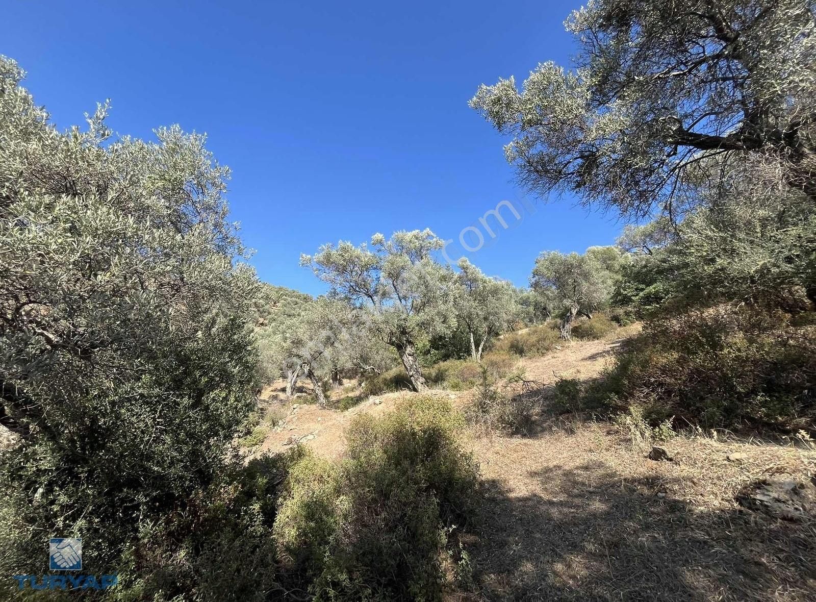 Bayındır Yusuflu Mah 414 M2 Müstakil Parsel Satılık Zeytinlik - Görsel 21