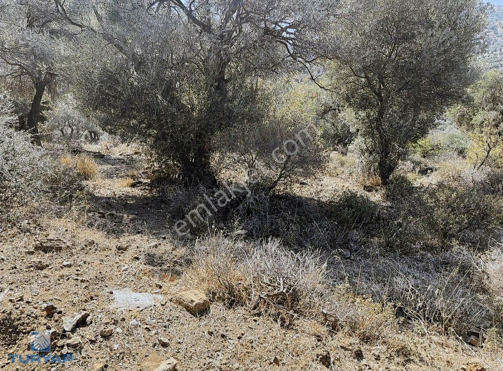 Bayındır Yusuflu Mah 414 M2 Müstakil Parsel Satılık Zeytinlik - Görsel 25