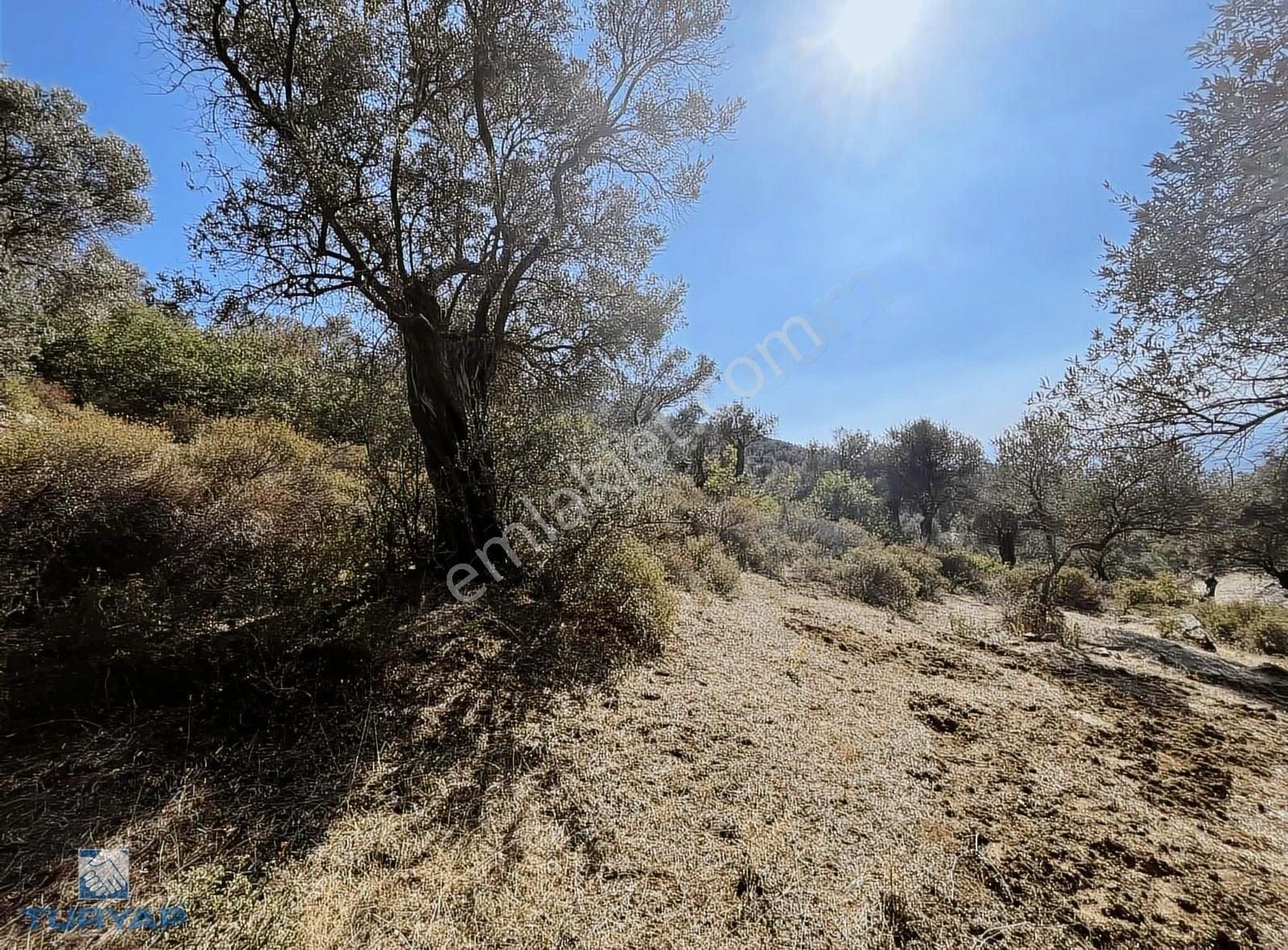 Bayındır Yusuflu Mah 414 M2 Müstakil Parsel Satılık Zeytinlik - Görsel 19