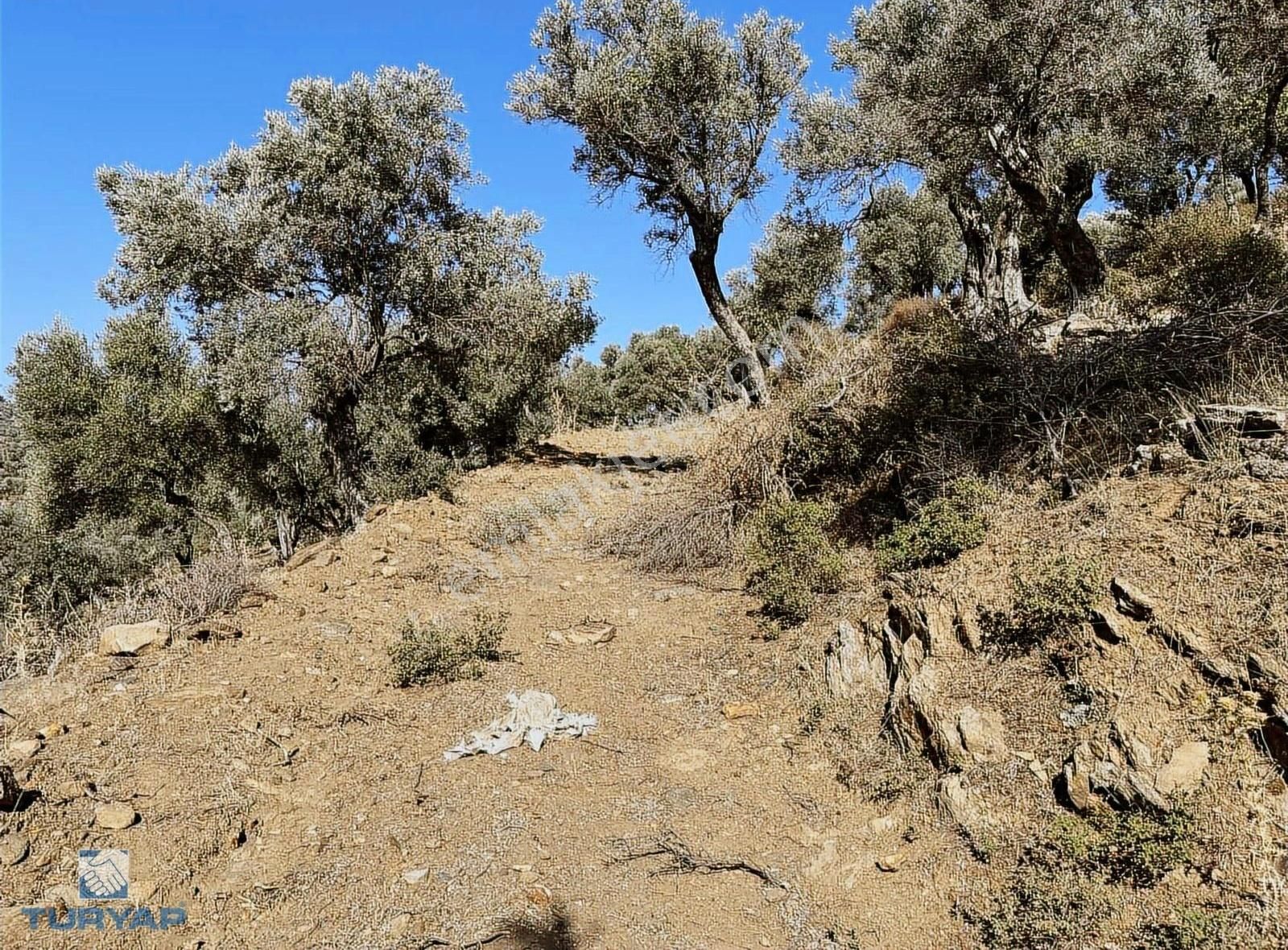 Bayındır Yusuflu Mah 414 M2 Müstakil Parsel Satılık Zeytinlik - Görsel 12