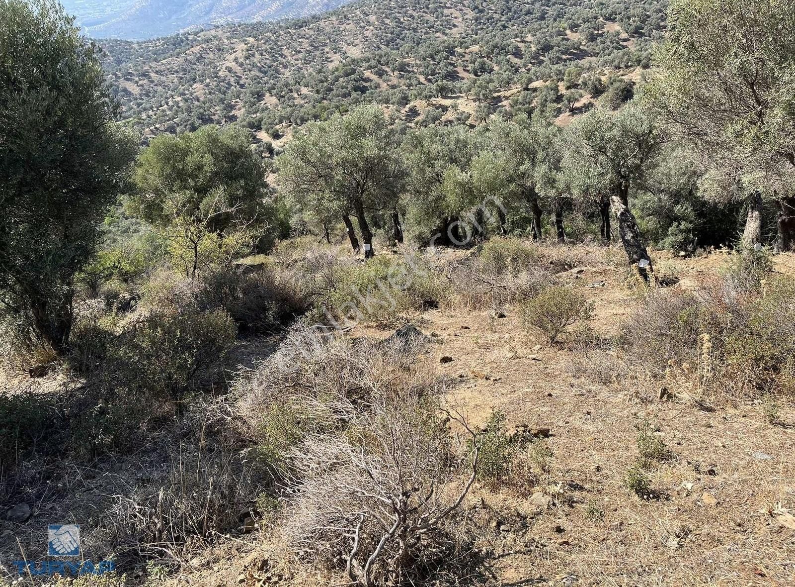 Bayındır Yusuflu Mah 414 M2 Müstakil Parsel Satılık Zeytinlik - Görsel 6