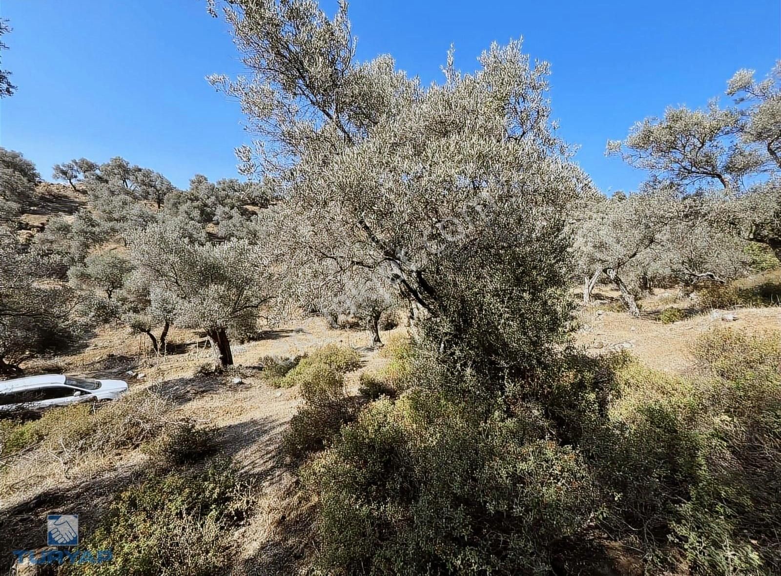 Bayındır Yusuflu Mah 414 M2 Müstakil Parsel Satılık Zeytinlik - Görsel 22