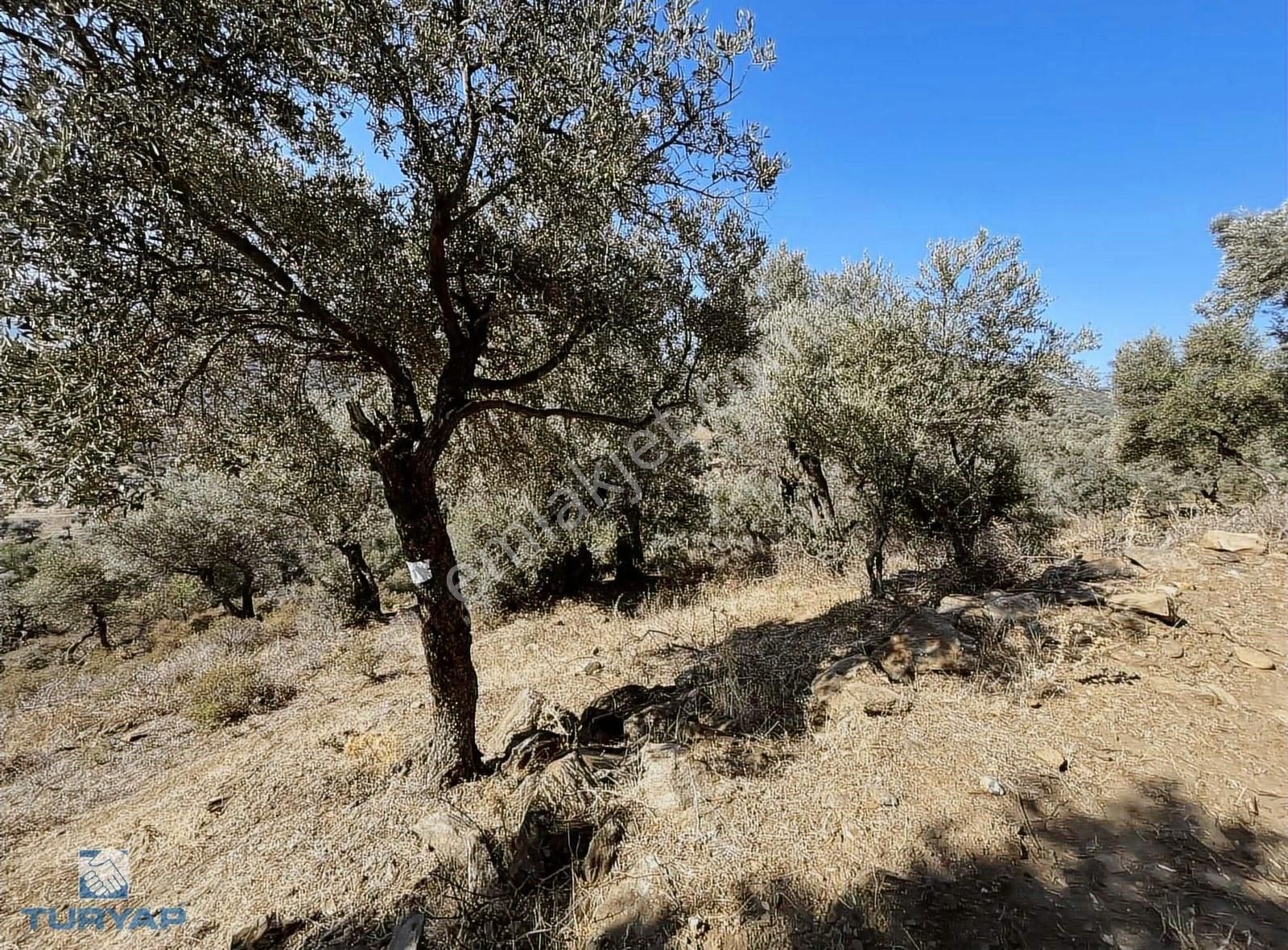 Bayındır Yusuflu Mah 414 M2 Müstakil Parsel Satılık Zeytinlik