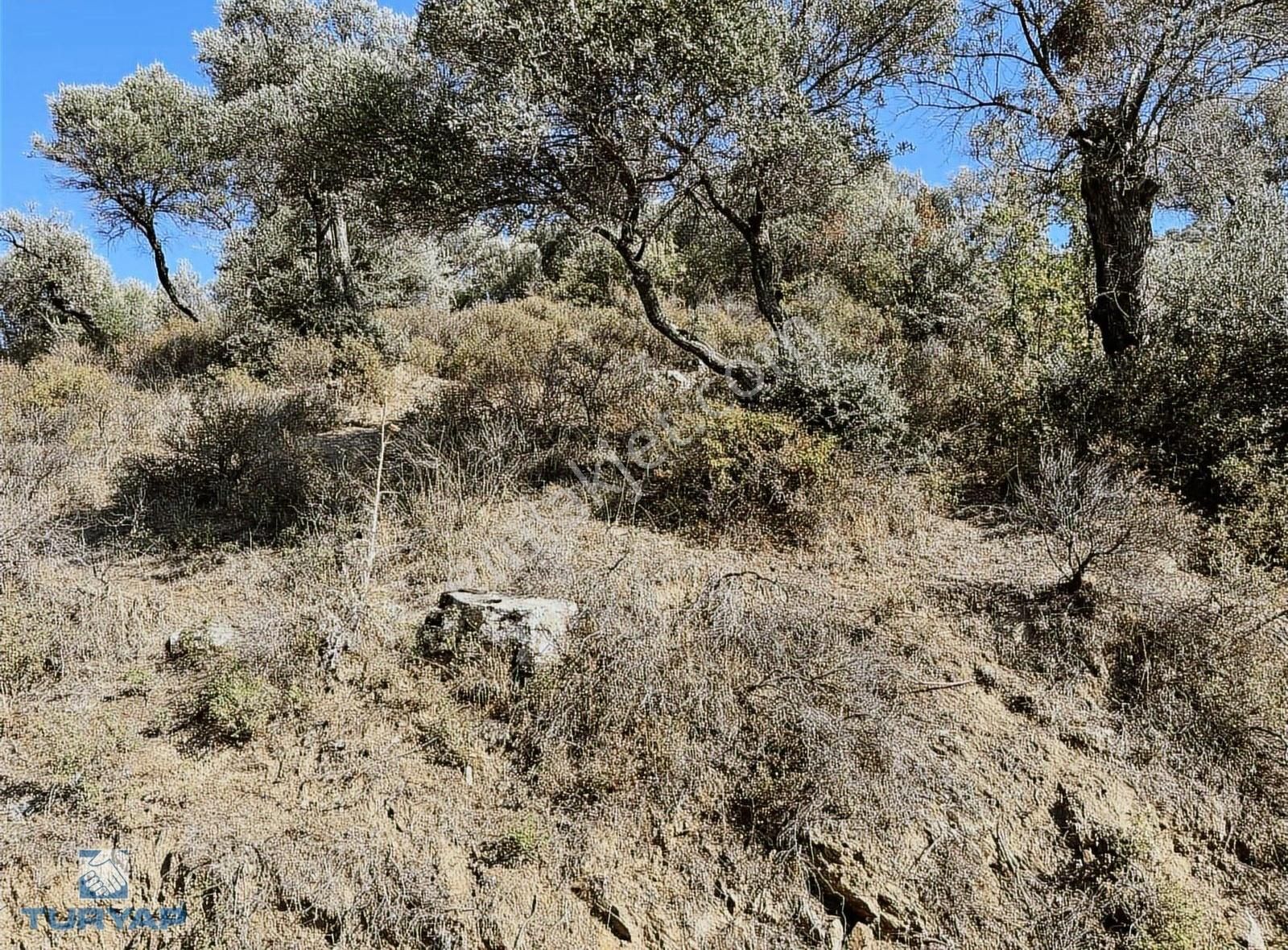 Bayındır Yusuflu Mah 414 M2 Müstakil Parsel Satılık Zeytinlik - Görsel 9