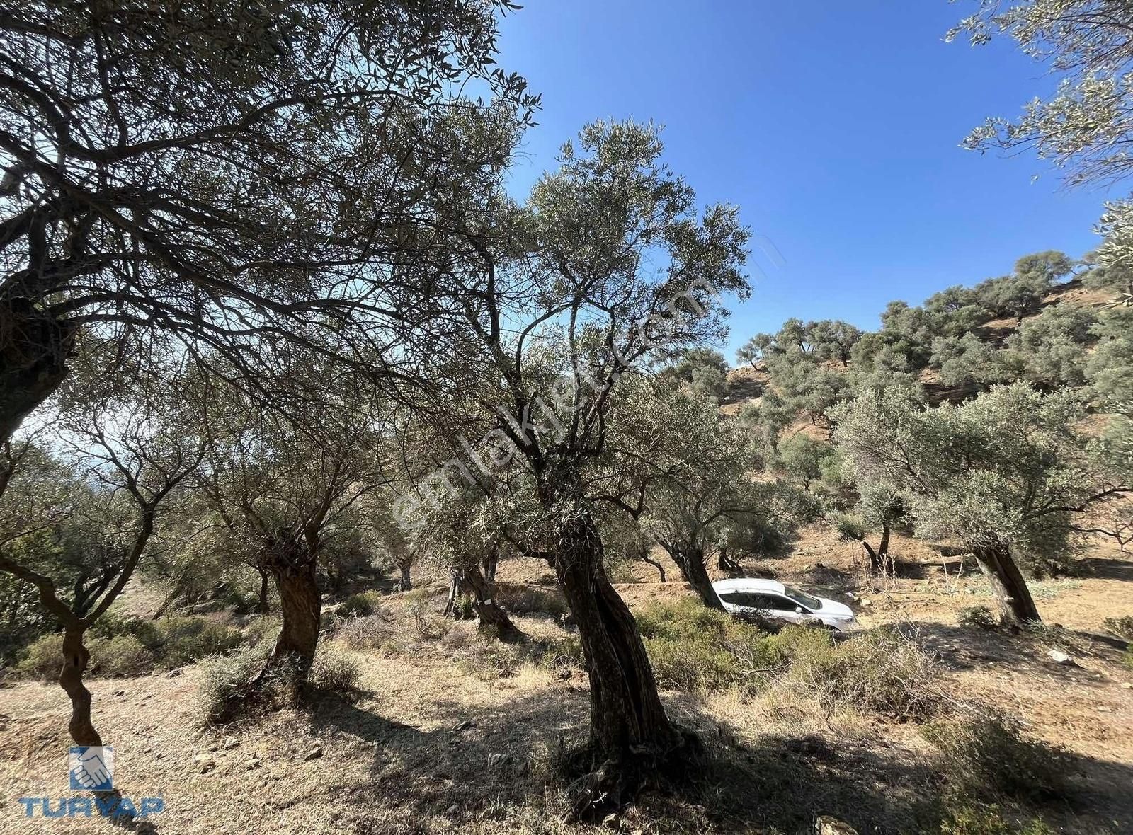 Bayındır Yusuflu Mah 414 M2 Müstakil Parsel Satılık Zeytinlik - Görsel 5
