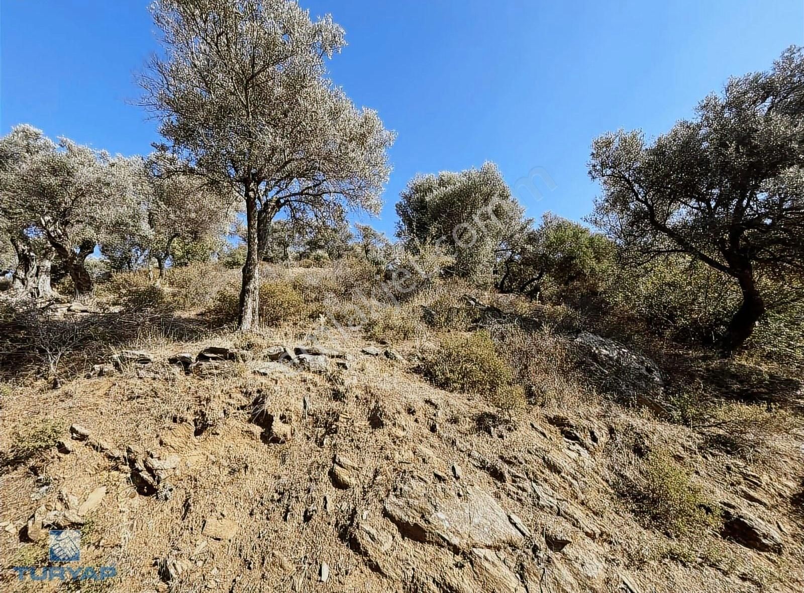 Bayındır Yusuflu Mah 414 M2 Müstakil Parsel Satılık Zeytinlik - Görsel 11