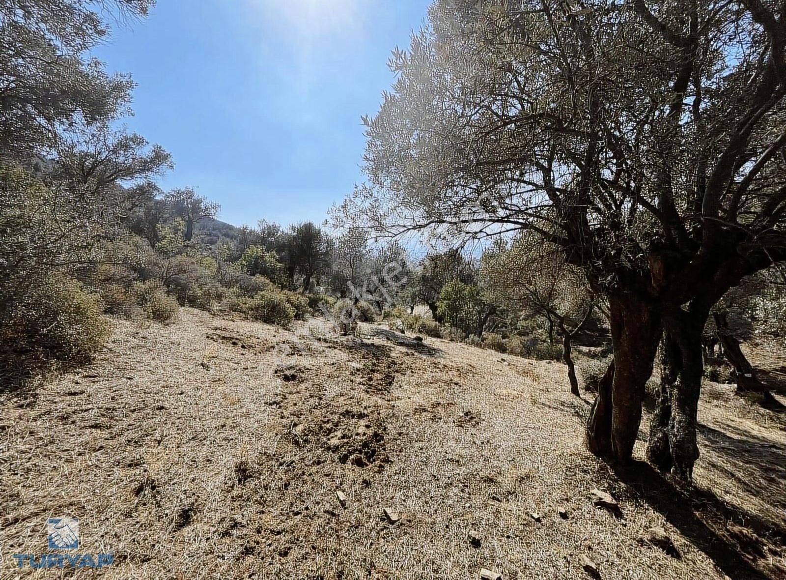 Bayındır Yusuflu Mah 414 M2 Müstakil Parsel Satılık Zeytinlik - Görsel 3