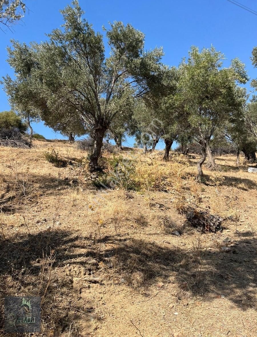 Urla Bademler Bölgenin En Uygun Arazisi