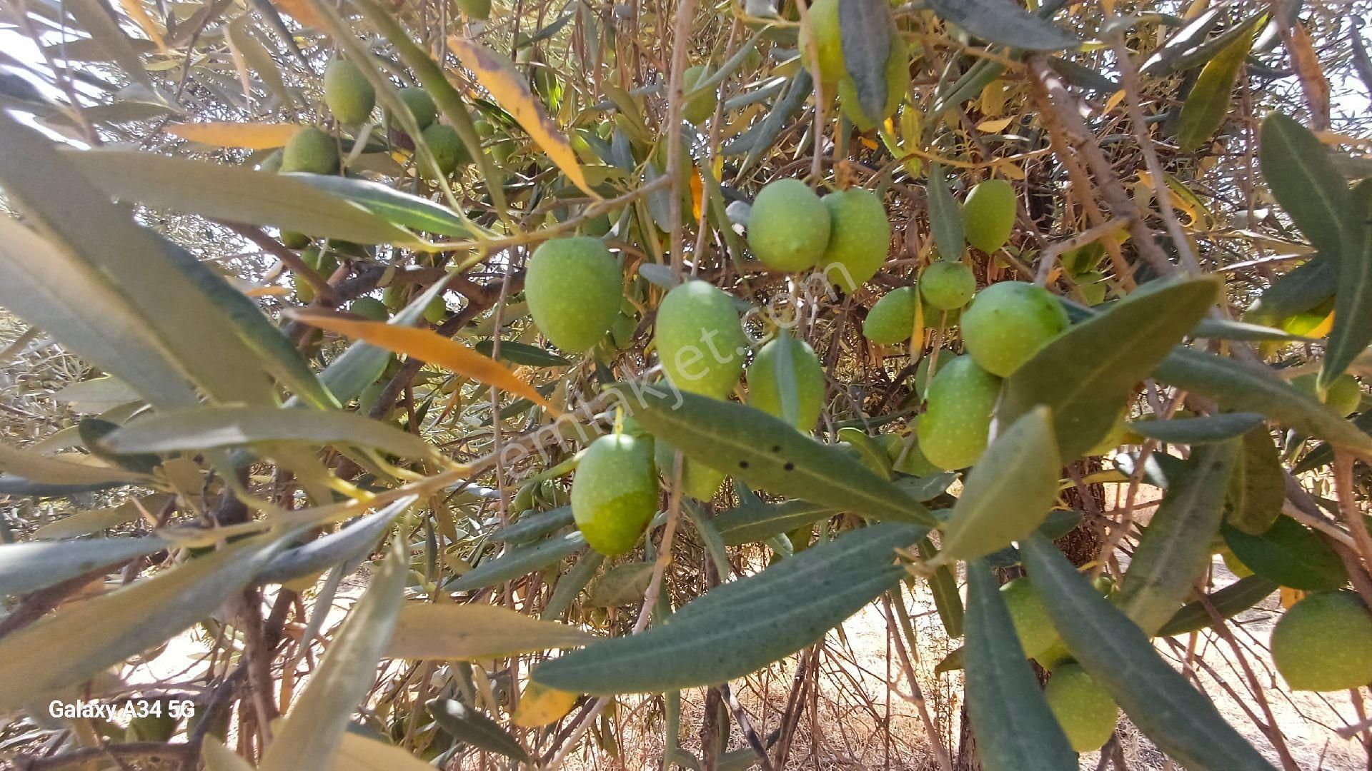 Gökova Körfezi Cenneti Ören Yakınlarında Alatepe Köyünde Satılık Köy Evi - Görsel 10