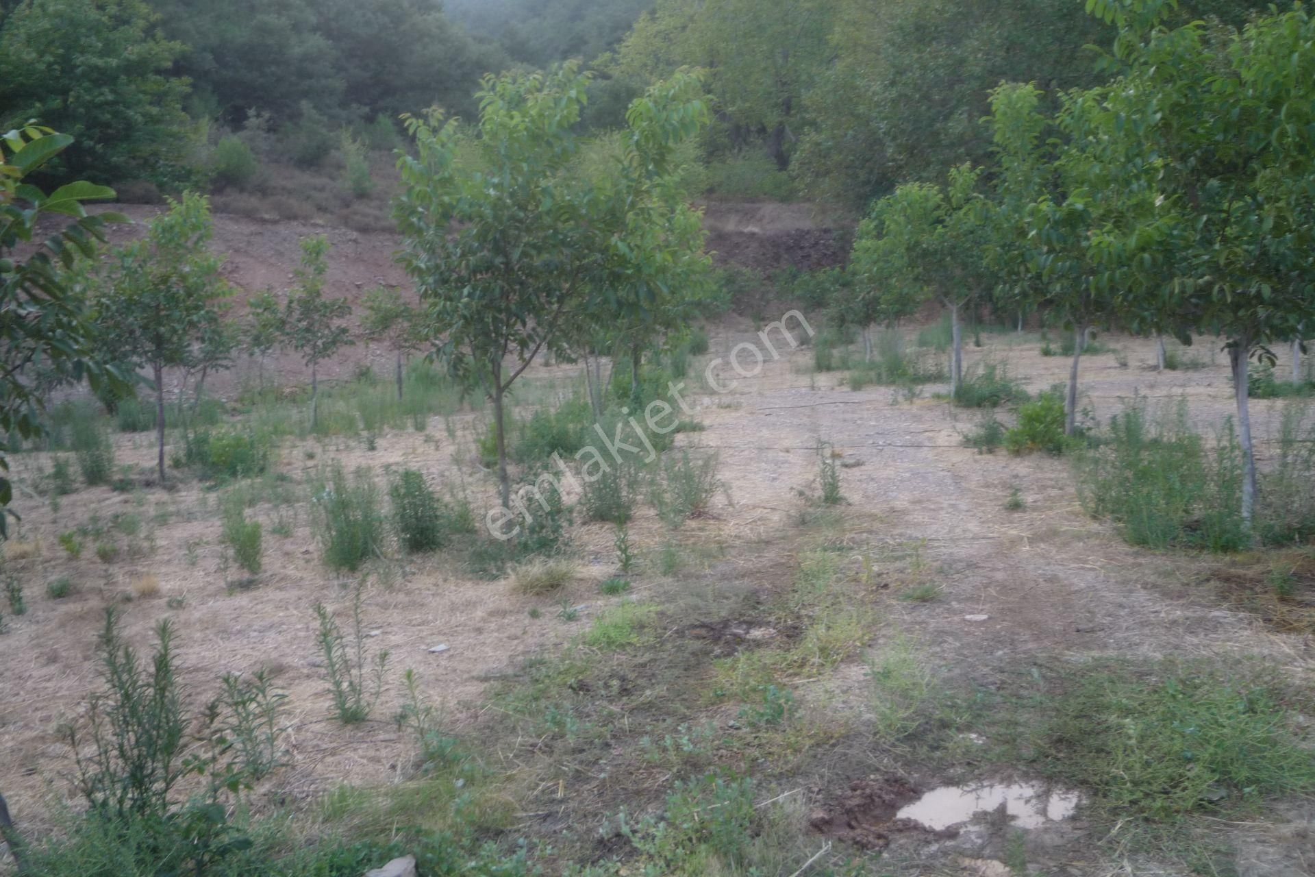 İzmir Torbalı Gold Emlaktan Alankıyıda Satılık Harika Bahçe - Görsel 4