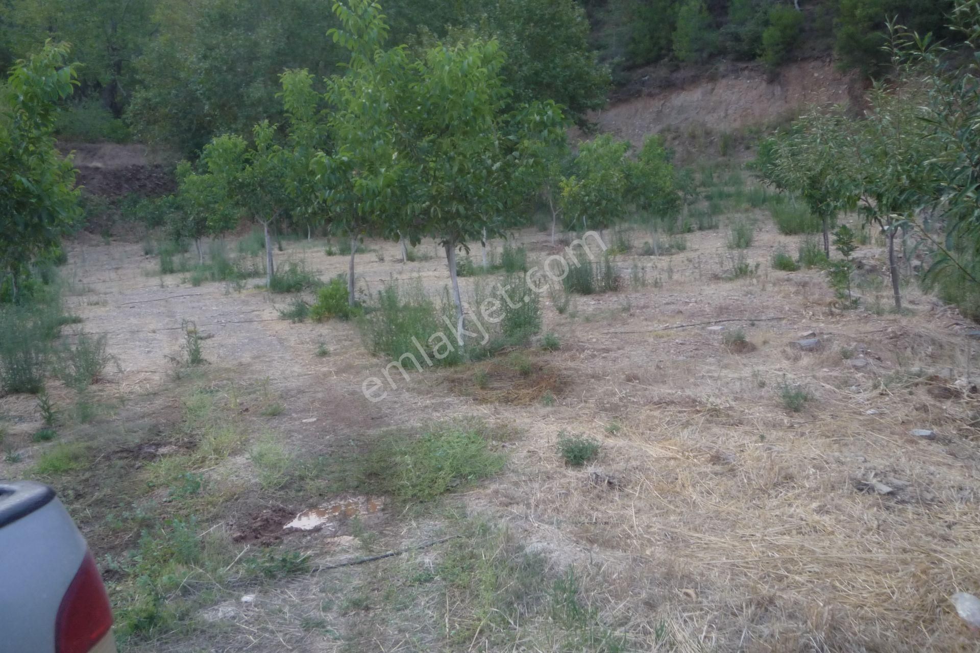 İzmir Torbalı Gold Emlaktan Alankıyıda Satılık Harika Bahçe - Görsel 3