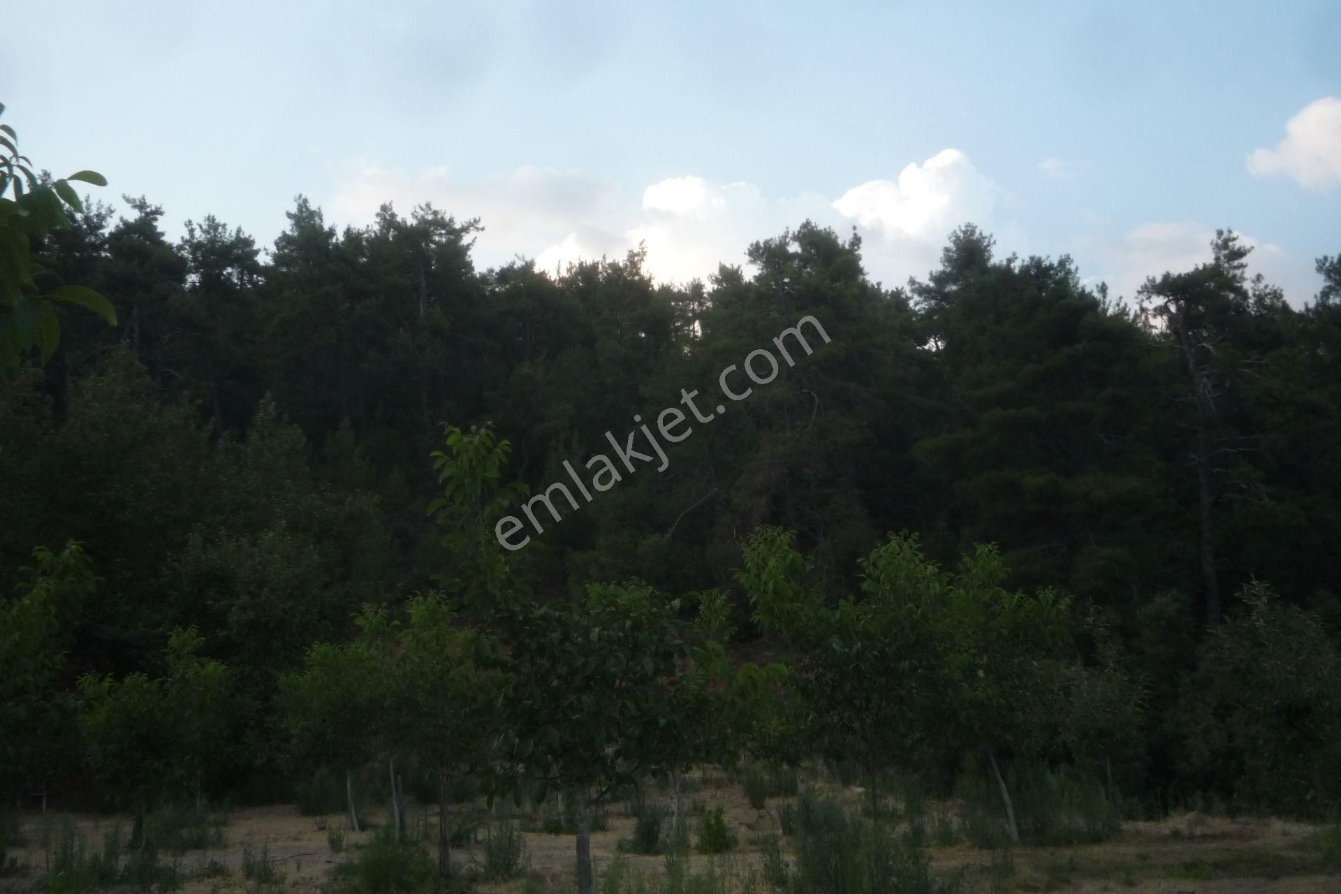 İzmir Torbalı Gold Emlaktan Alankıyıda Satılık Harika Bahçe - Görsel 13