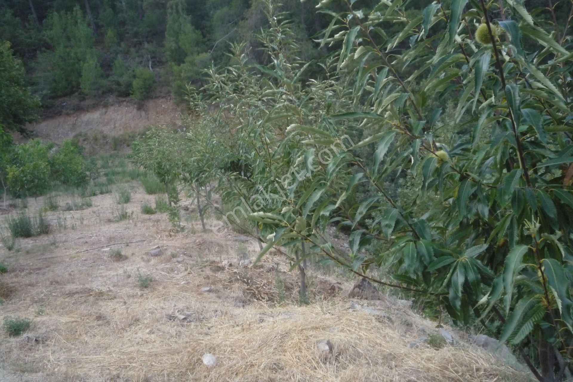 İzmir Torbalı Gold Emlaktan Alankıyıda Satılık Harika Bahçe - Görsel 2