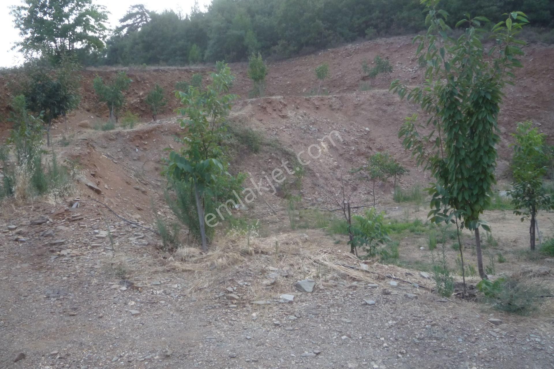 İzmir Torbalı Gold Emlaktan Alankıyıda Satılık Harika Bahçe - Görsel 15