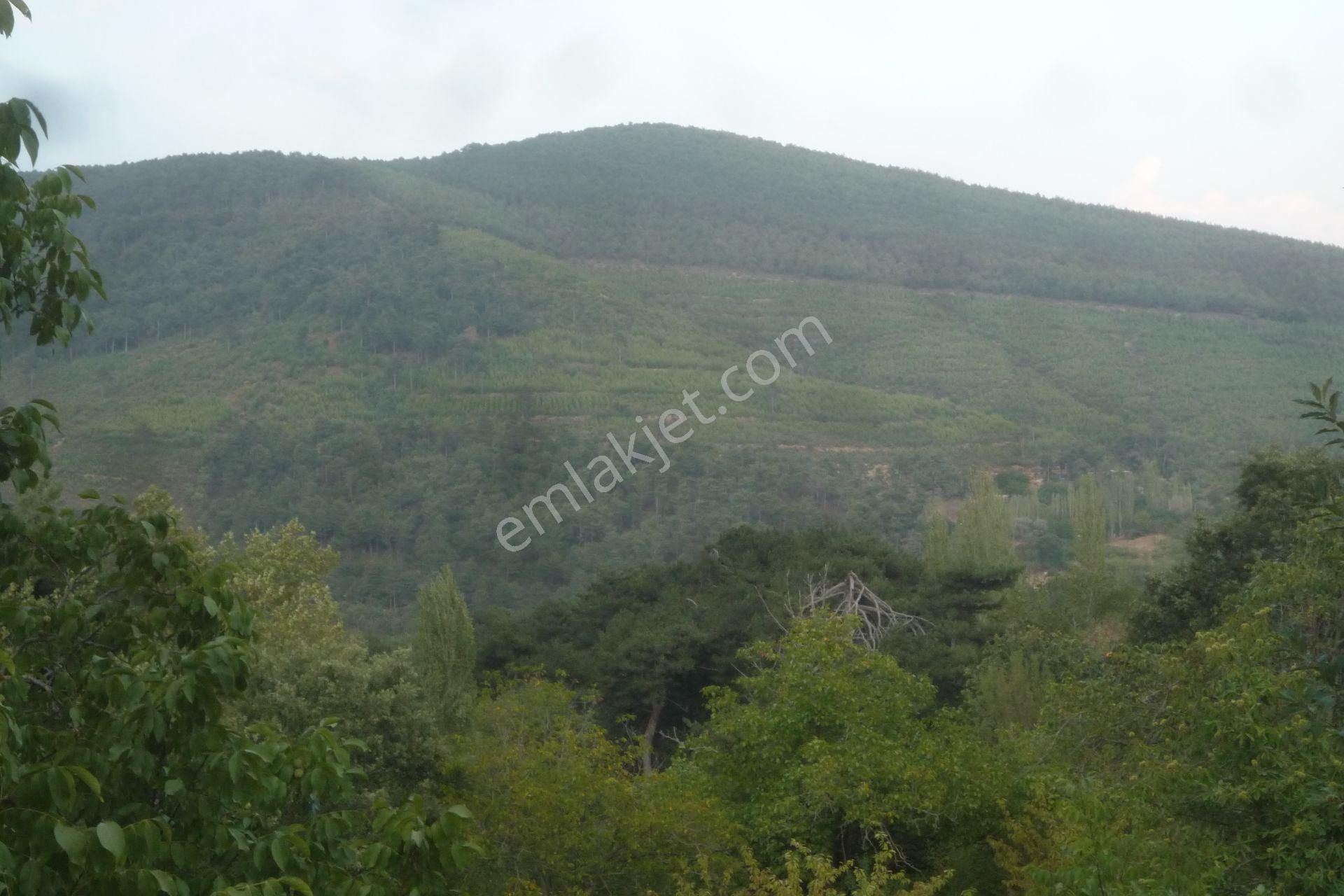 İzmir Torbalı Gold Emlaktan Alankıyıda Satılık Harika Bahçe - Görsel 14