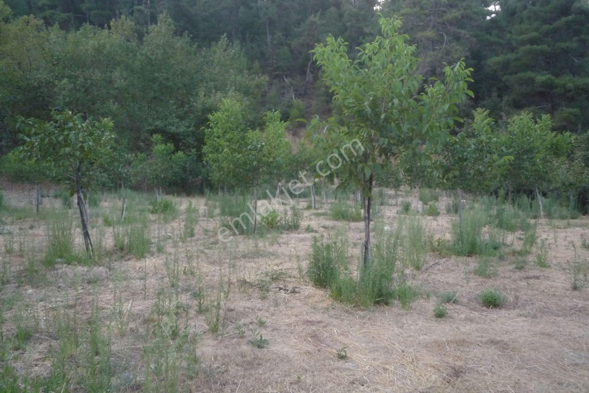 İzmir Torbalı Gold Emlaktan Alankıyıda Satılık Harika Bahçe - Görsel 12