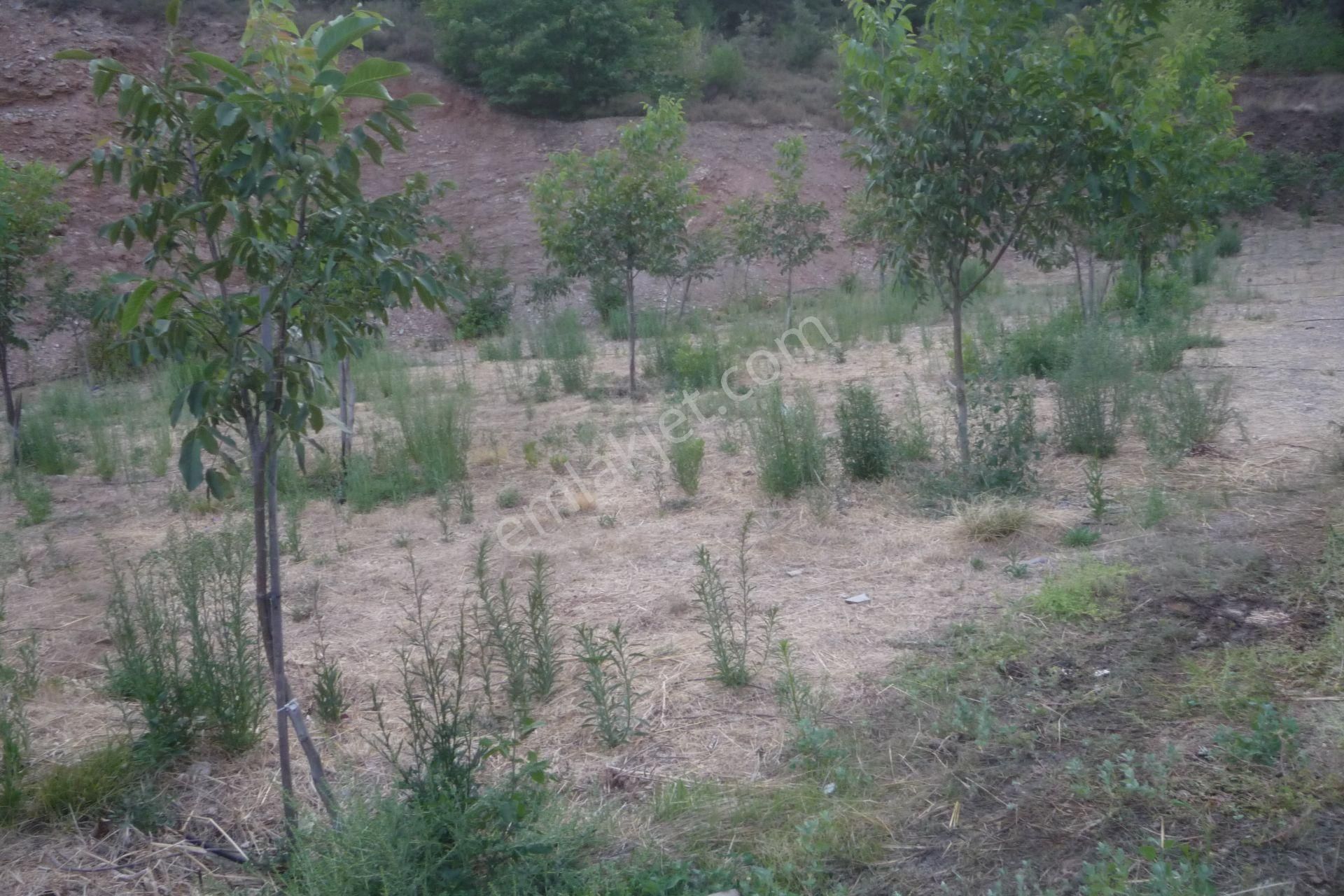 İzmir Torbalı Gold Emlaktan Alankıyıda Satılık Harika Bahçe - Görsel 5