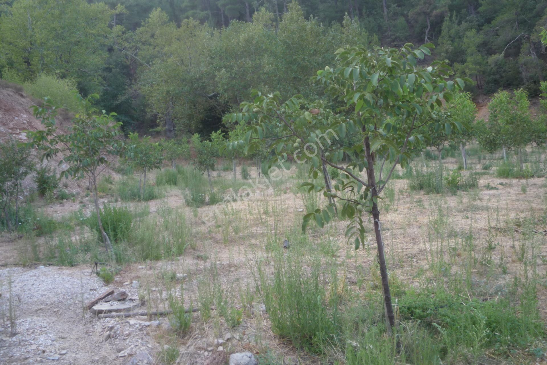 İzmir Torbalı Gold Emlaktan Alankıyıda Satılık Harika Bahçe - Görsel 10