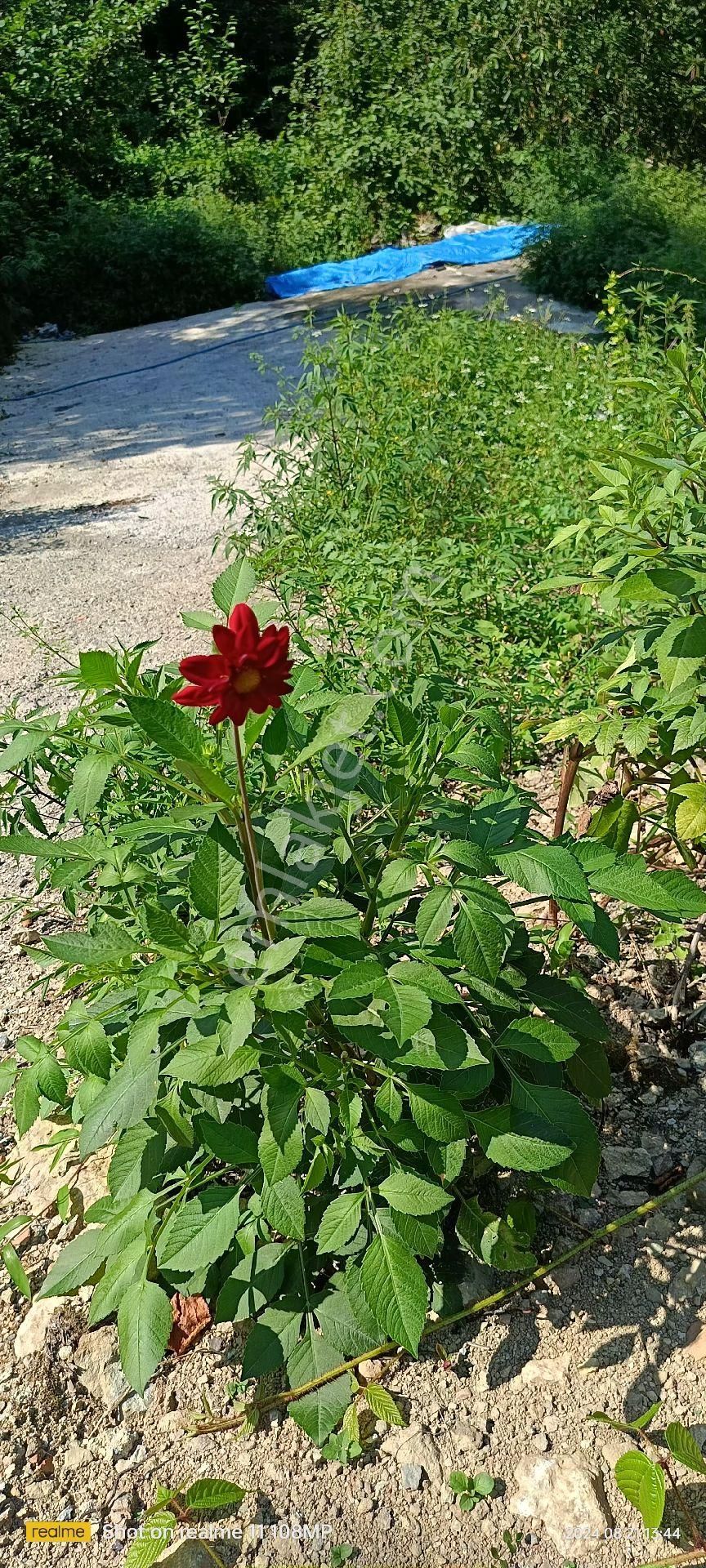 Turizm Bölsenin Gözde Yerinde Ayder Yaylasında 10 Dk Mesafede Herşeyi Hazır Durumda Tesis - Görsel 34