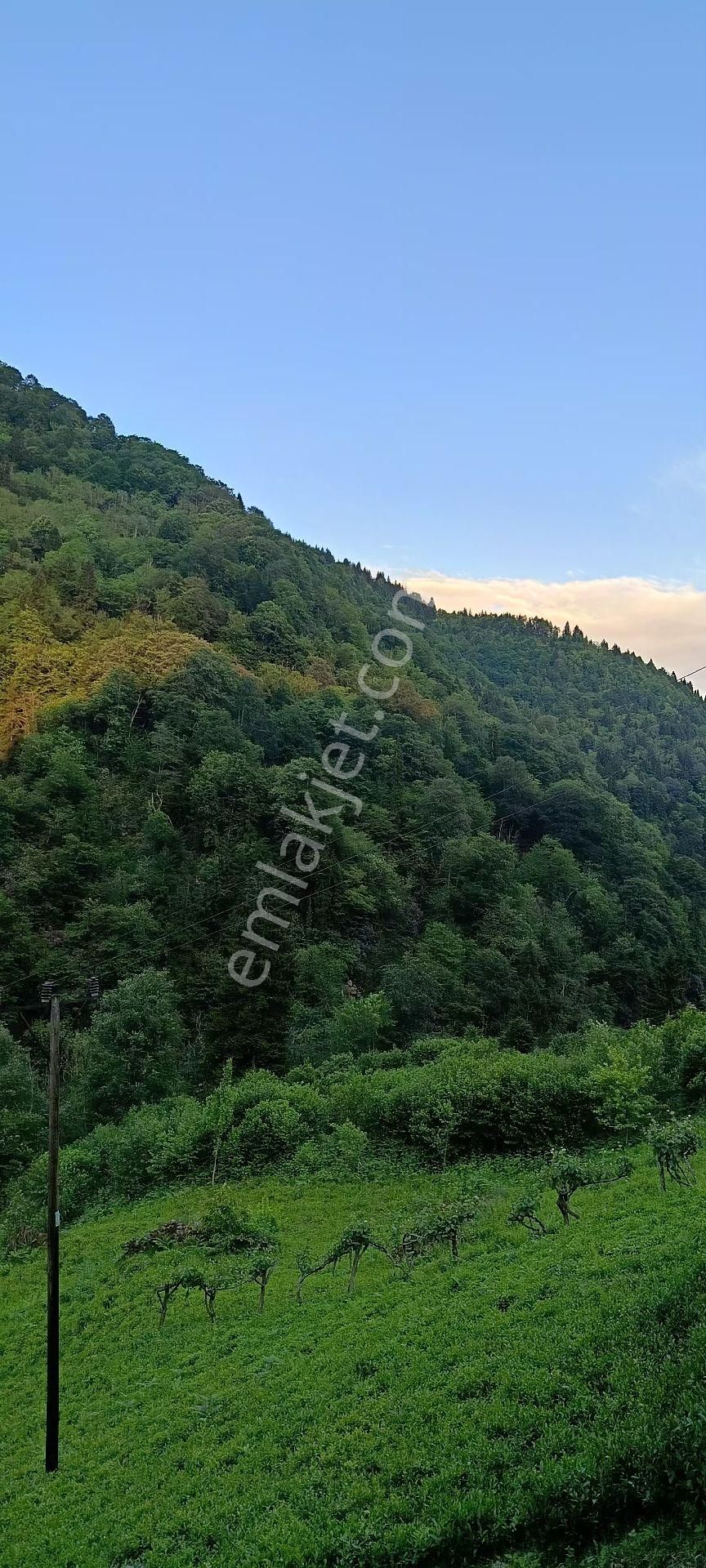 Turizm Bölsenin Gözde Yerinde Ayder Yaylasında 10 Dk Mesafede Herşeyi Hazır Durumda Tesis - Görsel 16