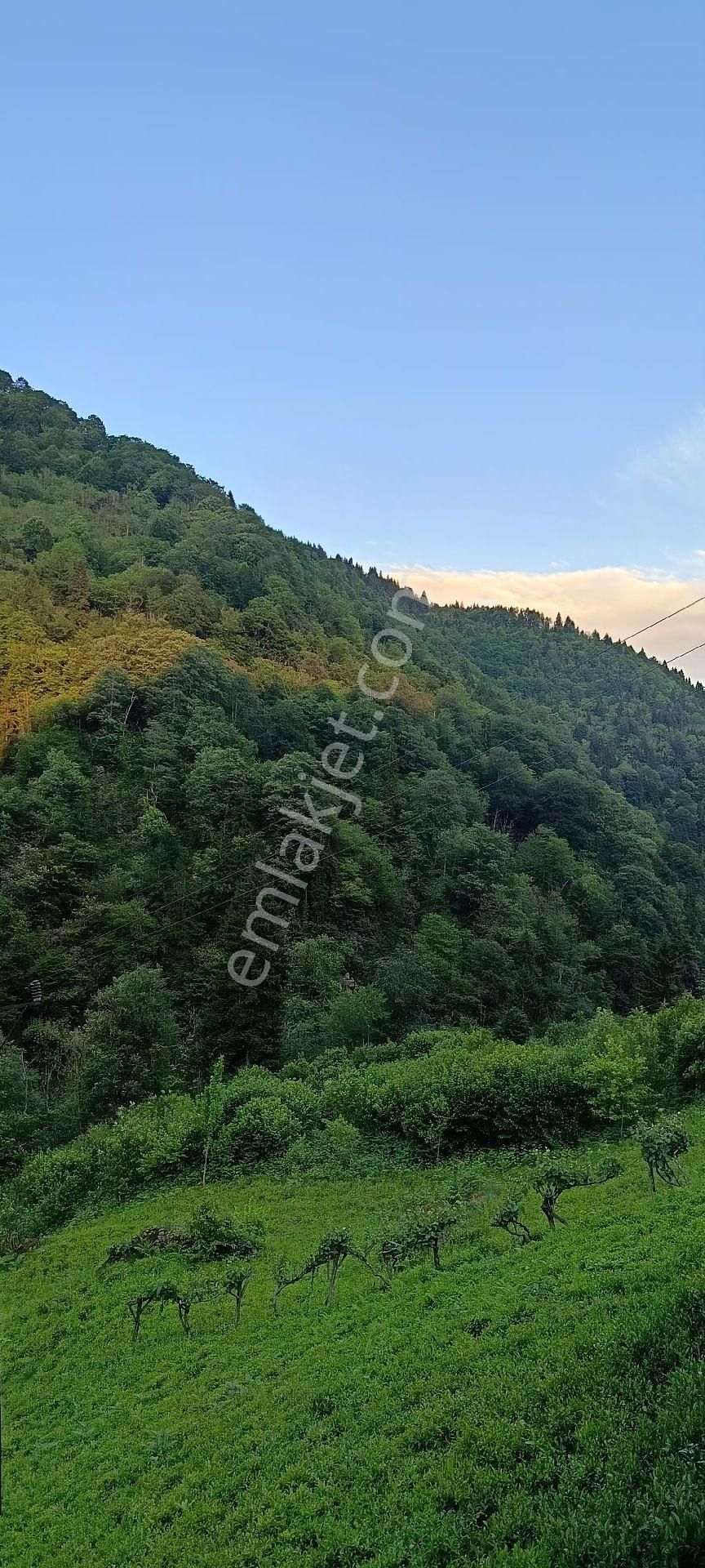 Turizm Bölsenin Gözde Yerinde Ayder Yaylasında 10 Dk Mesafede Herşeyi Hazır Durumda Tesis - Görsel 17