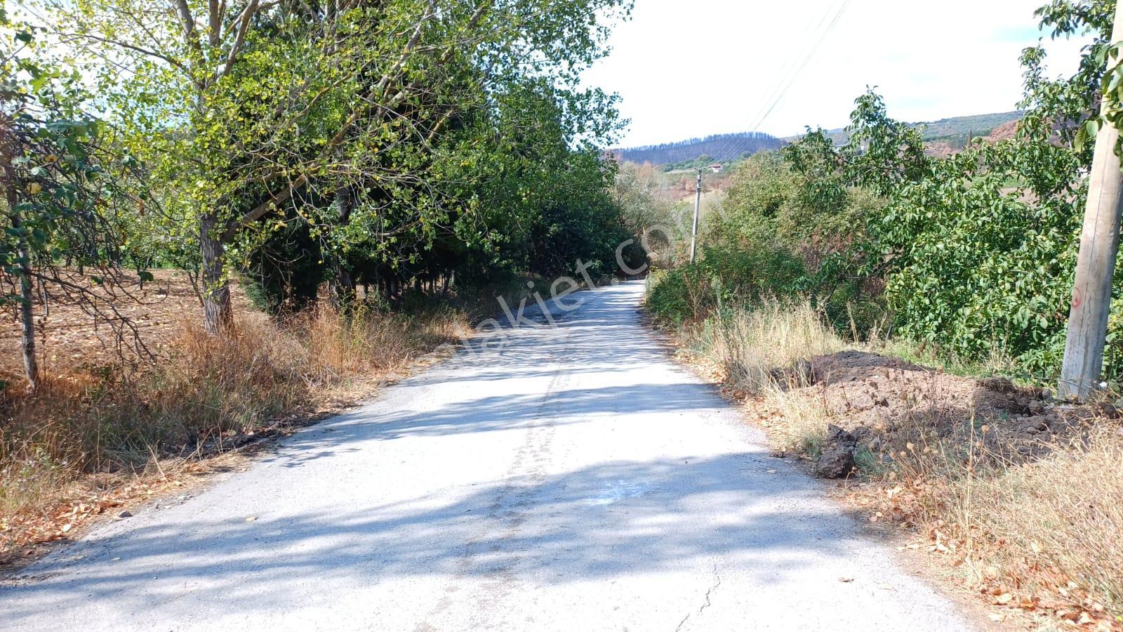 Kocaeli Karamürsel Akçat %5 İmarlı 2.777 M2 Satılık Ceviz Bahçesi - Görsel 10