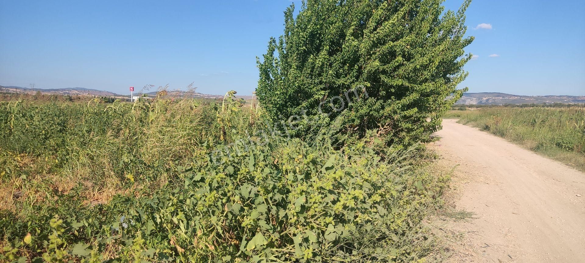 Bursa Yenişehir Ebeköy Suyu Var Tarla - Görsel 6