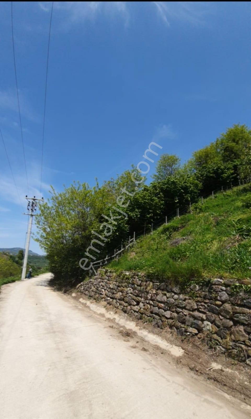 Satılık Fındık Bahçesi – Ordu / Altınordu / Yıldızlı Mahallesi - Görsel 7